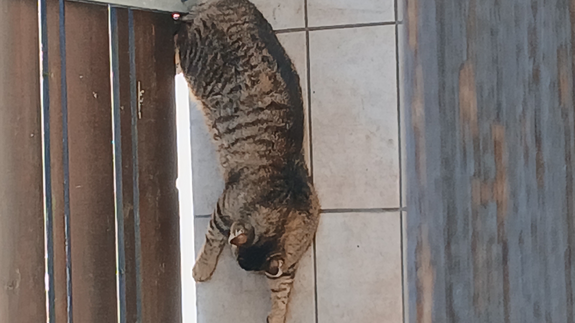 A tabby cat is lying stretched out on a tiled floor, in what appears to be an outdoor area, possibly a patio or walkway. The cat is facing left, with its head turned towards the viewer. The cat's body is long and extended, with its front paws reaching out. The background consists of horizontal wooden slats, likely part of a fence or covering, and the tiled floor is light in color with visible grout lines. The lighting suggests it is daytime. The image does not contain any elements that would indicate its specific location within Pfarrkirchen, Germany.