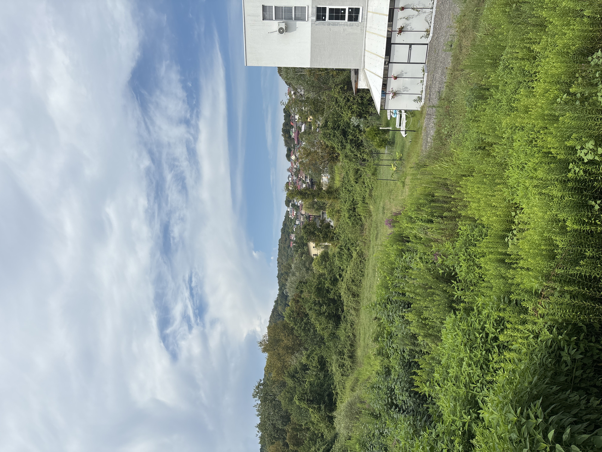 The image depicts a natural landscape with a residential area in the background, possibly in Vesyoloye, Russia. In the foreground, a dense field of green vegetation, including tall grasses and leafy plants, dominates the scene. A few purple wildflowers are scattered throughout the greenery. To the right, a modern building with a white and gray facade features several windows and an outdoor air conditioning unit. Adjacent to the building is a covered structure with a translucent roof and decorative hanging flower pots. Beyond the vegetation and the building, a hillside covered in trees rises, leading to a collection of houses with red roofs in the distance. The sky above is partly cloudy with streaks of white clouds against a blue backdrop. There are no people visible in the image.