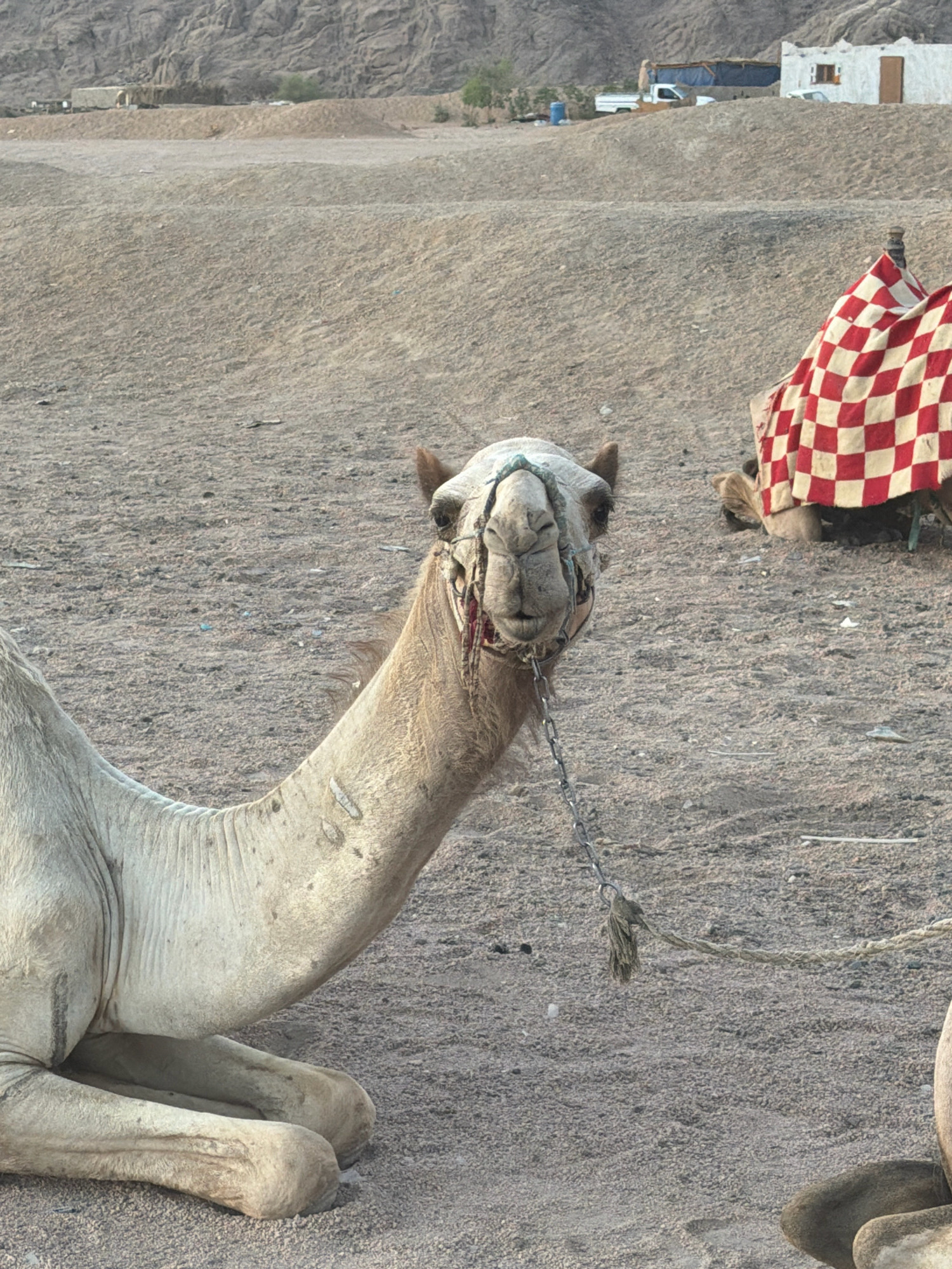In Sharm El Sheikh, Egypt, two camels are resting on sandy ground in an outdoor setting. The camel in the foreground is light-colored, with a chain attached to its head. It is lying down, with its front legs folded beneath it. A rope is tethered to the chain and extends out of frame to the right. The second camel, visible behind the first, is mostly covered by a red and white checkered blanket. It is also lying down. In the background, there are hills and a few buildings, including a white structure with a brown door. A white pickup truck is parked near the buildings. The ground is covered with small pebbles and sand. The scene appears to be a tourist area, likely a camel riding spot.
