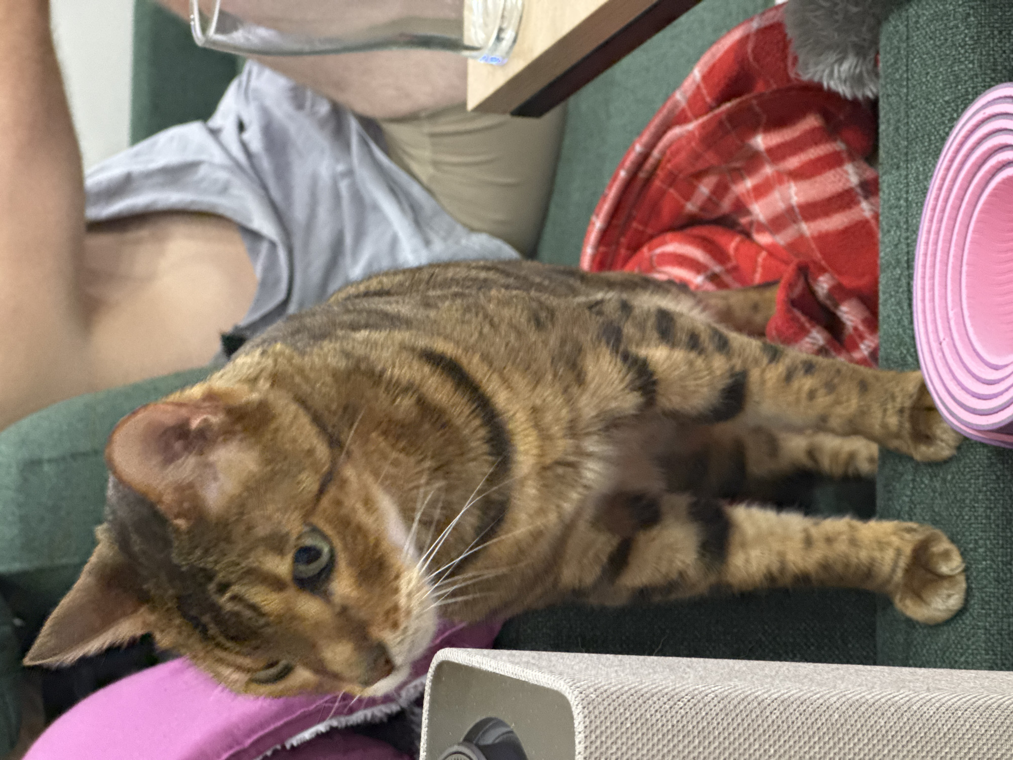 A brown tabby cat with green eyes stands on a green couch next to a person wearing a grey t-shirt and khaki shorts. A red and white plaid blanket is draped over the back of the couch behind the cat. To the left of the cat is a light grey speaker. In the foreground, a pink object, possibly a yoga mat, is visible. The scene appears to be indoors, likely in a residential setting.