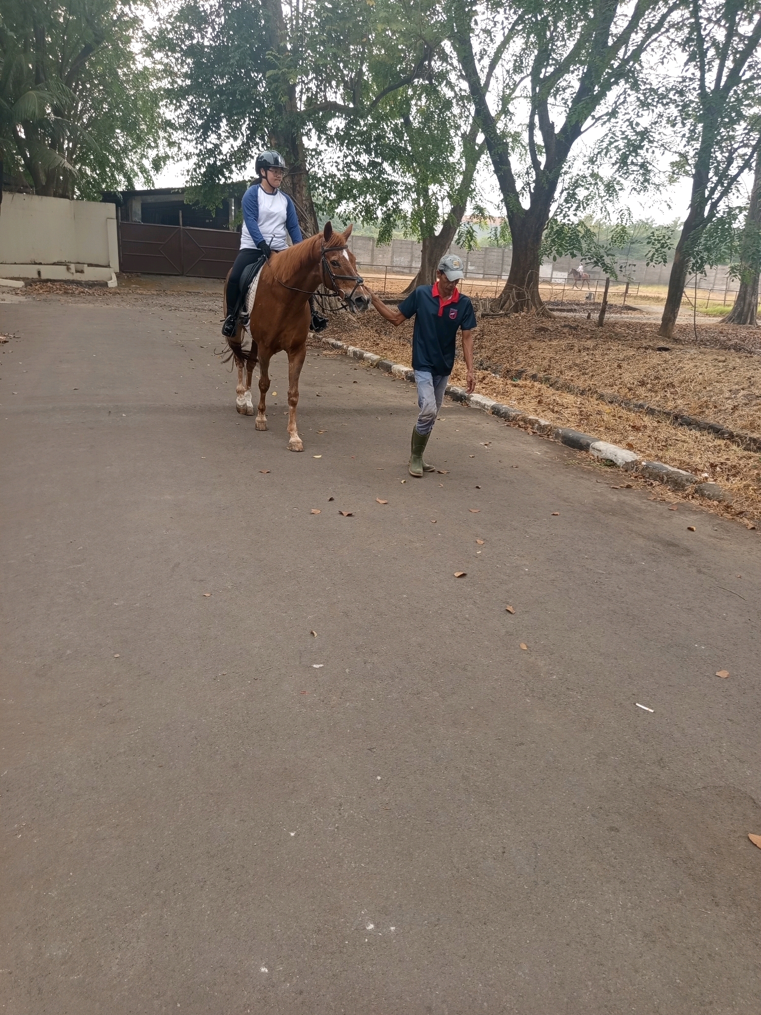 A person is riding a brown horse on a paved road in a park-like setting. The rider is wearing a blue and white long-sleeved shirt, black pants, and a helmet. A man is walking alongside the horse, holding the bridle. He is wearing a dark blue t-shirt, jeans, and green boots. The road is lined with trees and dry leaves. In the background, there is a building with a dark brown gate. The scene appears to be in a rural or semi-rural area, possibly a training facility for horses. The weather is overcast. The location is identified as West Jakarta, Indonesia.