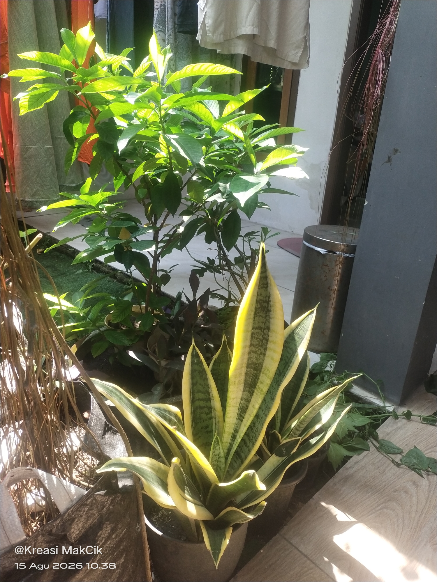 This is a close-up, low-angle, outdoor shot of potted plants in Bringinbendo, Indonesia. The plants are bathed in bright sunlight, creating strong shadows. In the foreground, a snake plant with variegated yellow and green leaves sits in a dark pot. To the left and behind the snake plant is a larger green leafy plant with lighter green leaves, also in a pot. Further in the background, there are some dried branches bundled together and a portion of a weathered cylindrical metal object. A dark grey vertical surface is visible on the right side of the frame, and a light-colored wall with some hanging fabric is in the upper left background. The ground appears to be a wooden surface with visible grain. The image includes a watermark in the lower left corner: "@Kreasi MakCik 15 Agu 2026 10.38". There are no people or animals visible in the image.