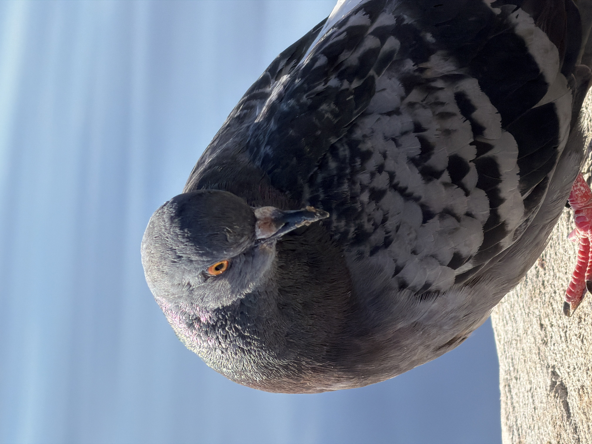 A close-up, vertical, eye-level shot features a pigeon with iridescent neck feathers and bright orange eyes. The bird is positioned on a rough, light-colored surface, possibly a concrete ledge, with its body angled towards the right and its head bowed downwards. Its plumage displays a pattern of grey, black, and white feathers. In the background, a soft-focus expanse of muted blue, representing water or sky, creates a tranquil backdrop. The overall lighting is bright and natural, suggesting an outdoor setting in daylight. The pigeon is the sole subject in the frame, and its posture conveys a sense of introspection or preening. This image was captured in the city of Chaikovsky, Russia.