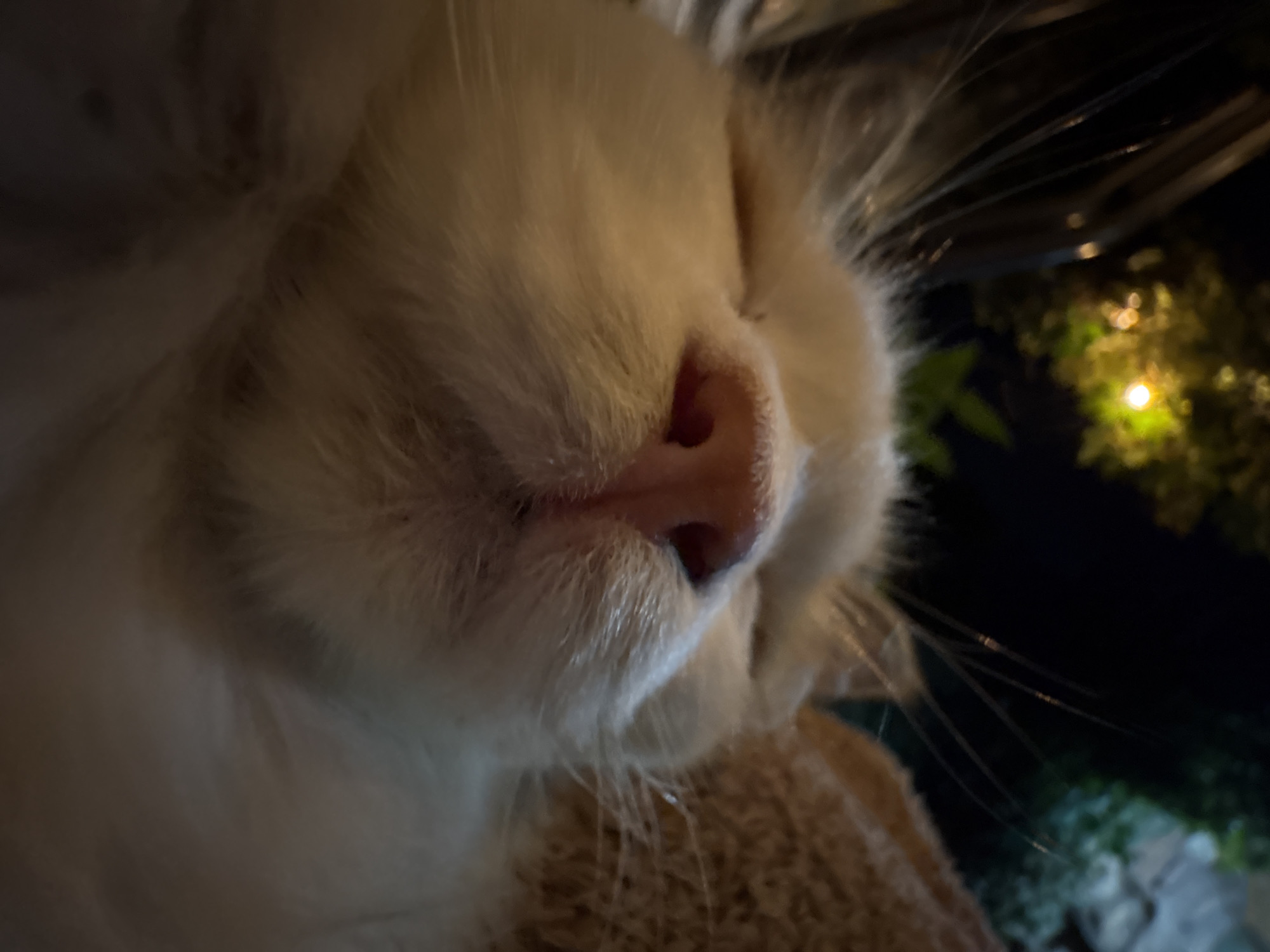 A close-up, low-angle shot captures the face of a cream and white cat sleeping. The cat's eyes are closed, and its pink nose is prominently featured, with its whiskers fanning out. The background is blurred and dark, with hints of green foliage and a bright yellow light, possibly from a lamp or string lights. The cat appears to be resting on a textured surface, possibly a blanket or soft furniture, with its orange and white fur visible on the right side of the frame. The image does not provide any information about the city of Almaty, Kazakhstan.