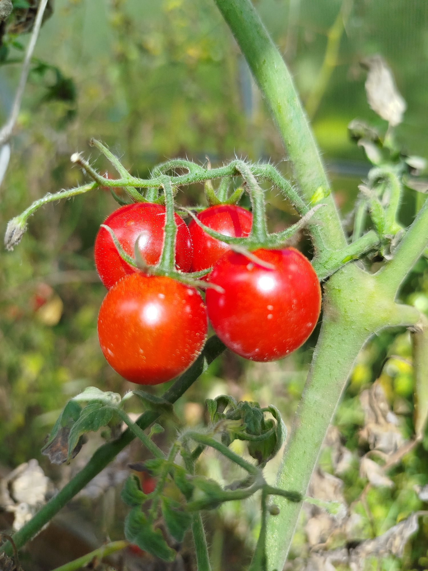 A close-up, eye-level shot focuses on a cluster of ripe cherry tomatoes hanging from a vine in an outdoor garden. The tomatoes are a vibrant red, with a slight sheen reflecting the sunlight. The vine is green and fuzzy, with small hairs visible along its stem and branches. The background is softly blurred, showing a mix of green foliage and some dry, brown plant matter, suggesting a natural, slightly unkempt garden setting. There are no people or animals visible in the image. The lighting appears to be natural daylight, casting soft shadows and highlighting the textures of the tomatoes and the plant. The image was taken in the city of Chkalovskoye, SNT (Gardening Partnership), Russia.