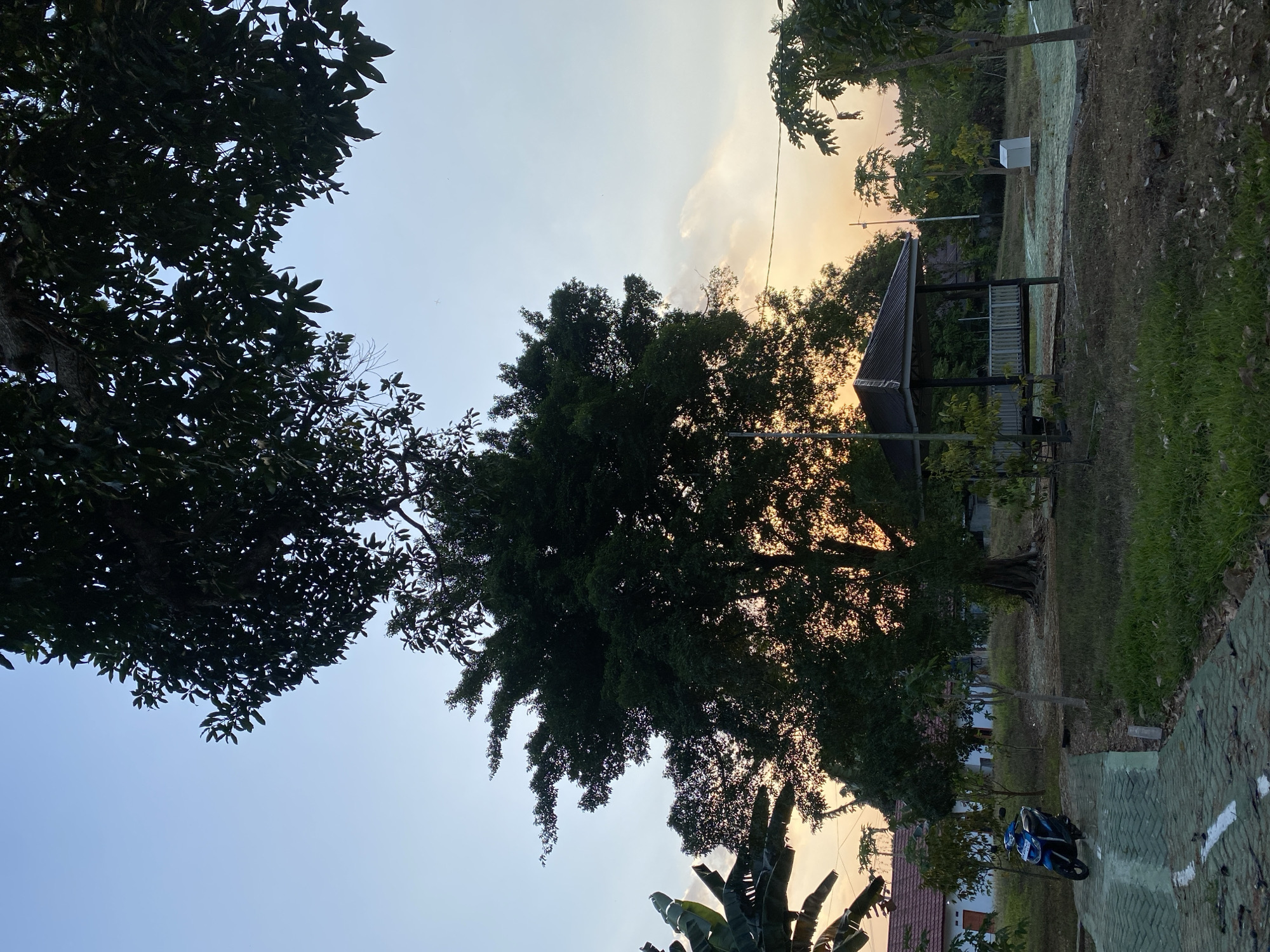 The image depicts an outdoor scene at dusk, likely in Banjarbaru, Indonesia. A large, mature tree with dense foliage dominates the center of the frame, silhouetted against a warm, orange and yellow sunset sky. To the left of the large tree, a smaller banana plant with broad leaves is visible. In the foreground, a paved walkway made of green interlocking bricks with white markings leads into the scene. A blue scooter is parked on this walkway. Further into the scene, a wooden gazebo with a dark roof and open sides stands amidst green grass and smaller trees. In the background, white buildings with red tile roofs are partially visible, suggesting a residential or institutional area. The overall atmosphere is tranquil, with the fading sunlight casting a soft glow over the landscape.