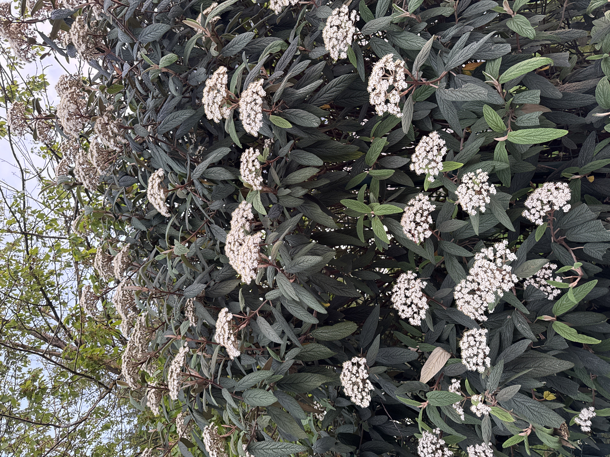 A close-up, medium-angle photograph shows a flowering shrub, likely located outdoors. The shrub features dark green leaves with prominent veins and clusters of small, white flowers. The flowering extends across the frame, and near the left side, thin branches of a tree are visible against a light sky. No people or specific identifiable objects beyond the flora are present. The image implies a natural setting, possibly a garden or park. The exact location in Orsay, France, cannot be determined from the photograph alone.