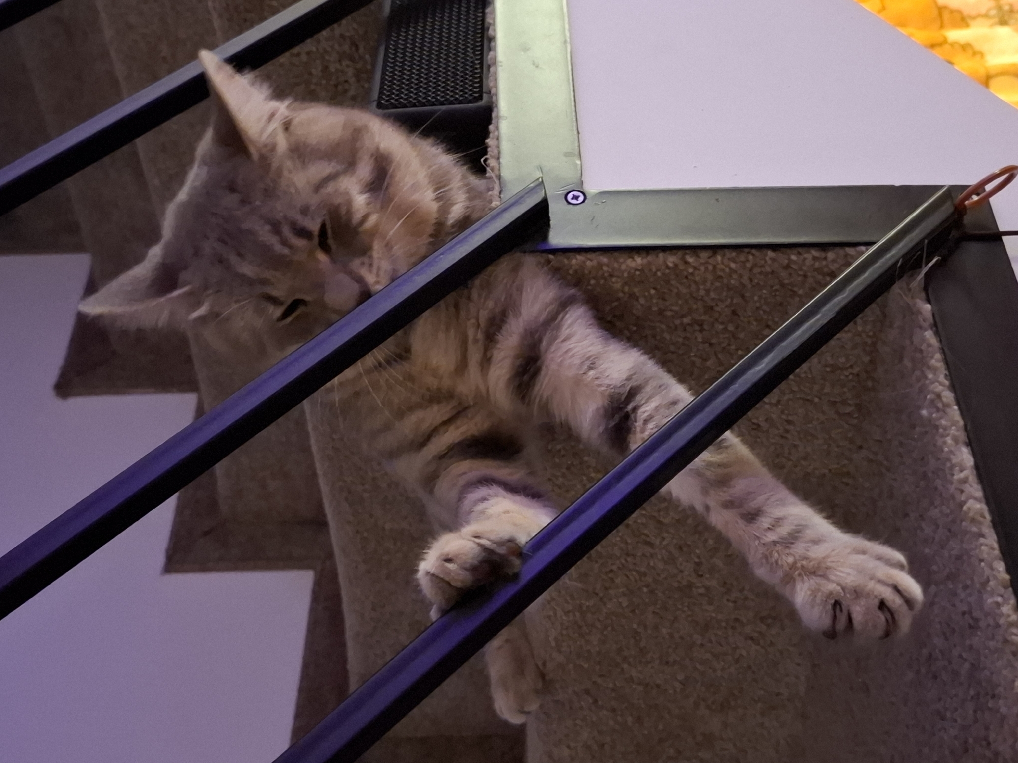A tabby cat is resting on a carpeted staircase, with its body draped over a black metal railing. The cat's front paws are extended, one resting on the railing, and its claws are visible. The cat appears relaxed, with its eyes partially closed. The staircase is indoors, and the lighting suggests it might be evening or a dimly lit room, with a purple hue in the background. A white board and a speaker are visible on the side. The image is taken from a low angle, looking up at the cat.