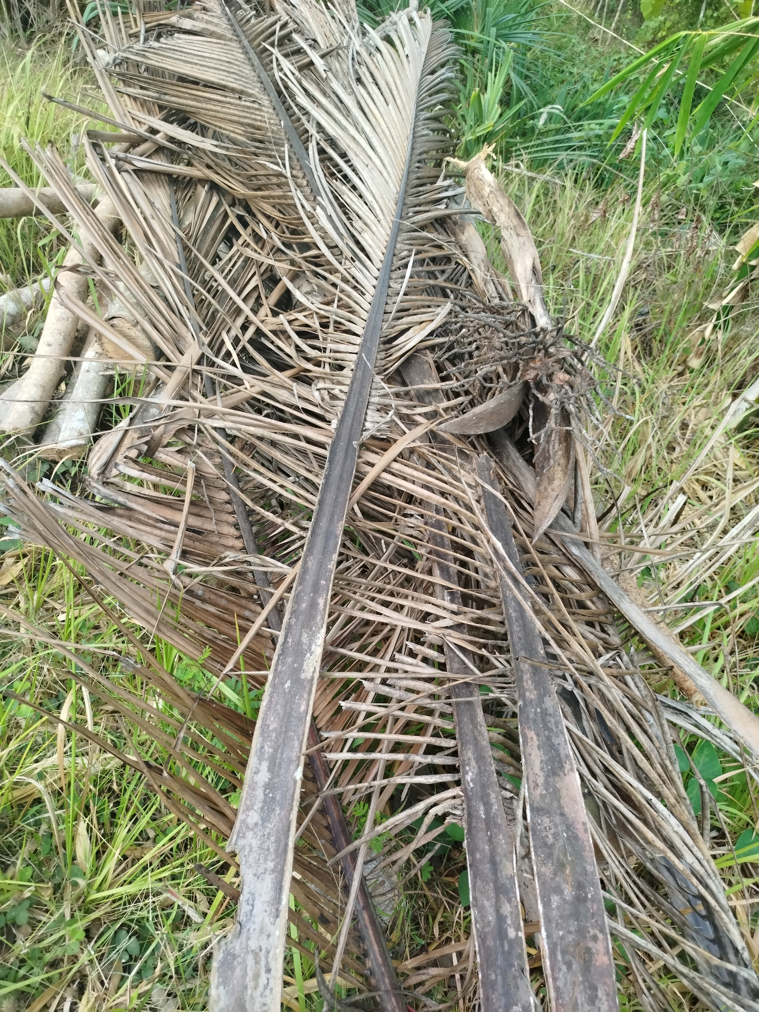 In Widoro, Indonesia, a close-up, overhead shot captures a pile of dried palm fronds and branches lying on the ground amidst green grass and vegetation. The fronds, once vibrant green, are now a muted tan and brown, their fibrous textures exposed. Some of the fronds are long and slender, while others are broader and more fragmented. Interspersed among the fronds are several pieces of wood, appearing to be branches or fallen logs, with rough bark textures. The surrounding environment is characterized by lush green grass and other foliage, suggesting an outdoor, natural setting. The lighting is natural, indicating it was taken during the daytime, with no artificial lights visible. The scene is devoid of any human presence or activity.