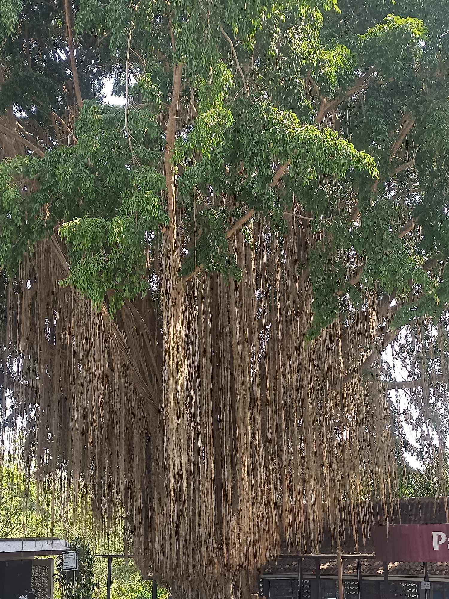 The image depicts a close-up view of a large banyan tree with numerous aerial roots hanging down. The tree's canopy is dense with green leaves, and sunlight filters through, creating a dappled effect. In the background, a building with a tiled roof is partially visible, along with some greenery. The overall scene suggests an outdoor environment, possibly in a park or a natural setting within the city of Gondangrejo, Indonesia. There are no people or discernible actions present in the frame.