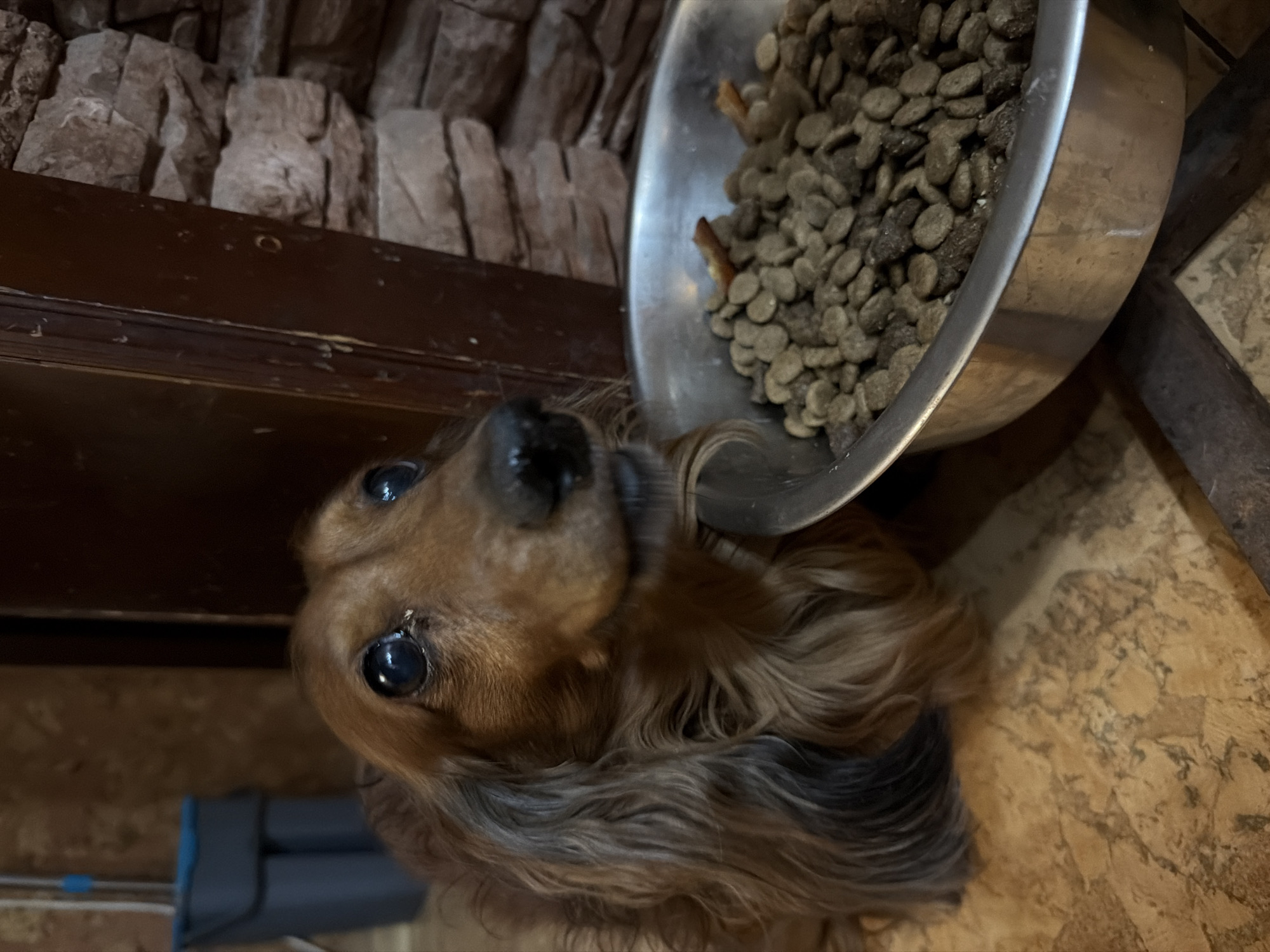 A long-haired dachshund sits beside a metal bowl filled with dog food. The bowl is positioned above the dog, possibly on a surface. The background includes a wall with what appears to be a stone or brick-like texture and some wood trim. A blue object sits on the floor to the lower left of the dog. The setting is indoors. The location in Krasnoyarsk, Russia, cannot be determined based on the image.