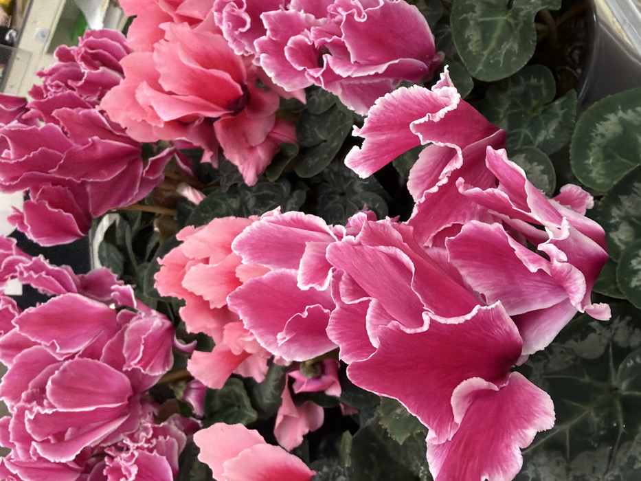The image presents a close-up view of multiple blooming Cyclamen plants. The flowers display various shades of pink, predominantly vibrant fuchsia and lighter pink, with many petals exhibiting distinct white, ruffled, or fringed edges. Dark green, variegated foliage, some with lighter green or silver patterns, is visible beneath and interspersed among the floral clusters. A partial dark grey pot edge is discernible in the lower right section. The background is uniformly dark and out of focus. No individuals, actions, or specific interactions are depicted. The precise location within the city of Izhevsk, Russia, is not identifiable from the visual evidence.