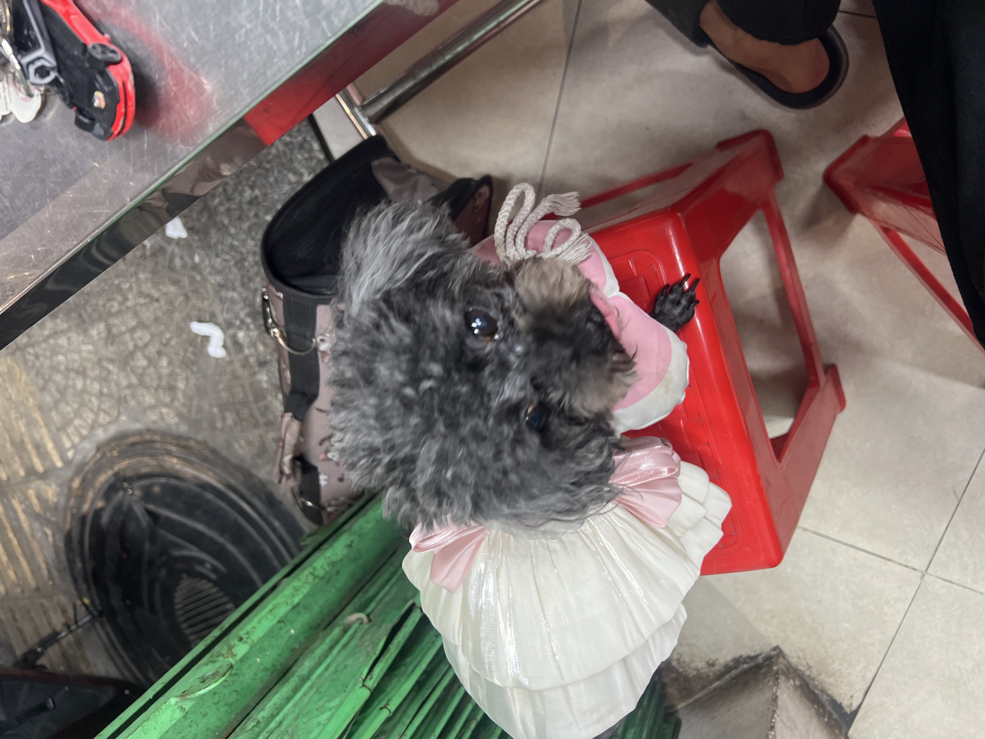 A small, fluffy, dark grey dog, possibly a poodle, is prominently featured, looking upwards and slightly to the right with an attentive expression. The dog is dressed in a white tiered dress with a pink bow at the waist and a pink top or jacket, with one dark-clawed paw resting on a red plastic stool.
The dog is positioned in what appears to be an indoor or semi-outdoor setting, possibly a market, pet shop, or a casual establishment in Đà Nẵng, Vietnam. Two red plastic stools are visible, with a person's leg and foot in a black slipper partially seen to the upper right, suggesting human company. On the left side of the frame, a metallic counter or table holds a red toy car, inverted, and a few small white debris. A black bag or carrier rests on the floor beside the dog. Further into the background, green metal bars and a circular black grate or vent are visible on the ground. The flooring varies from light-colored tiles to a rougher, darker surface. There is no visible text, and the ambient lighting does not indicate a specific time of day or weather.