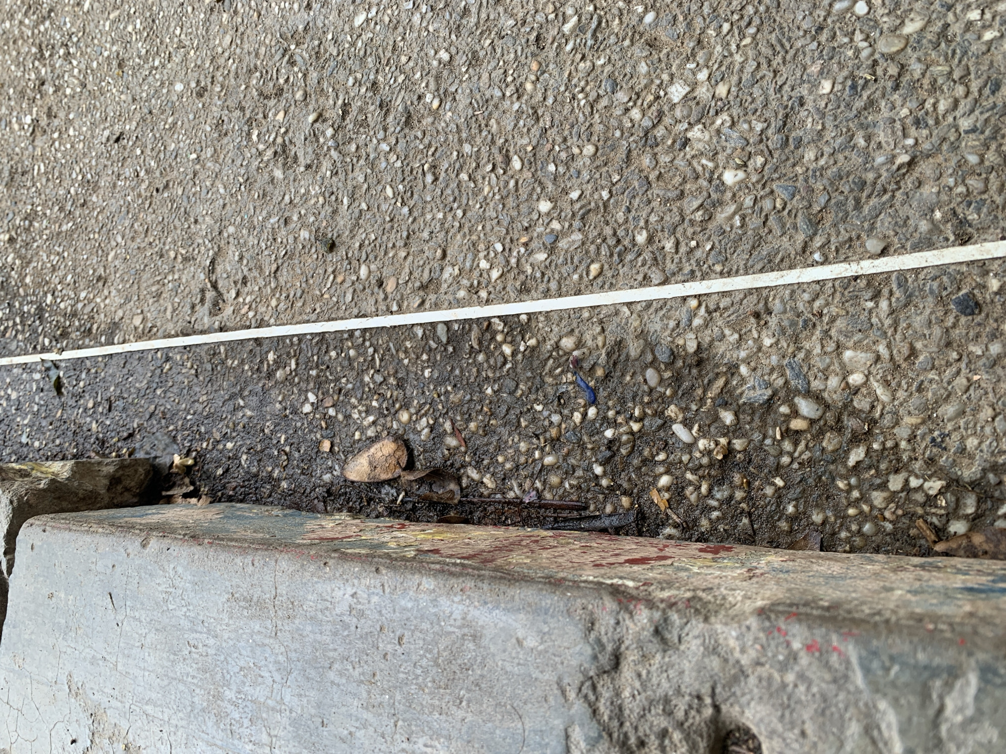 The image captures a ground-level perspective of an outdoor scene in La Tagua, Venezuela, focusing on a concrete curb and an adjacent paved surface. No people or animals are visible.
The upper portion of the frame is dominated by an asphalt or exposed aggregate concrete surface, characterized by a textured array of small, light-colored pebbles and gravel embedded in a darker base. A thin, straight white line, possibly tape or a painted marker, horizontally bisects this paved area.
Below the white line, the paved surface appears darker and wetter, suggesting dampness or accumulated dirt. This strip collects various small debris, including dry leaves, twigs, and a small, irregular blue or purple fragment, possibly plastic or fabric. This soiled section runs alongside a sturdy, grey concrete curb, which occupies the lower third of the image.
The concrete curb exhibits a rough, weathered texture with visible cracks and areas of discoloration. Its top surface shows subtle remnants of faded, chipped paint in hues of red, blue, and yellow. The scene depicts an urban or semi-urban setting during daytime, with the wet ground suggesting recent precipitation. There is no visible text.