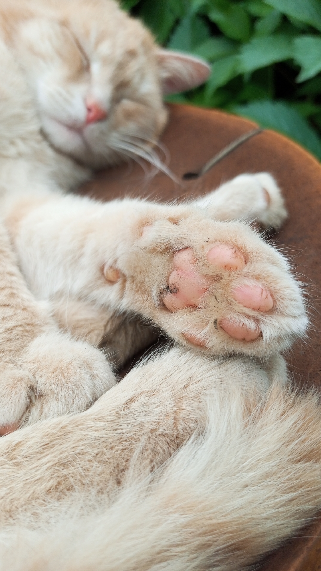 A close-up shot focuses on the paw of a light-colored cat, with hints of orange tabby stripes visible on its fur. The cat's paw pads are a soft pink, with some darker smudges on them, and its claws are retracted. The cat appears to be sleeping, with its head blurred in the background, showing a pink nose and closed eyes. The scene is set outdoors, with green foliage visible in the background, suggesting a garden or natural setting during daylight. The cat is resting on a textured, brownish surface, possibly wood or fabric. The overall mood is peaceful and relaxed, capturing a moment of rest for the animal. No visible text is present in the image.