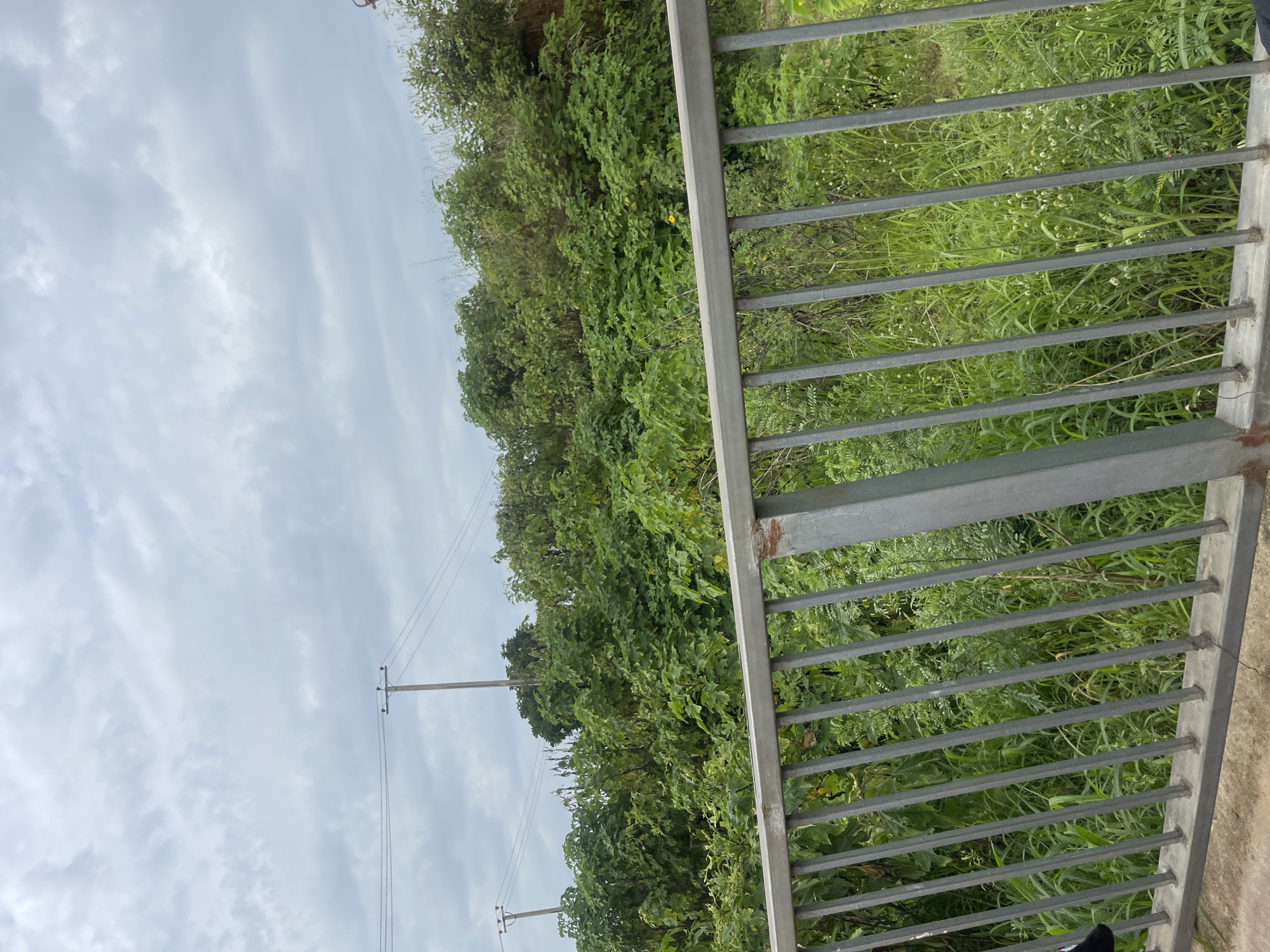The image captures an outdoor scene with a grey metal railing in the foreground, likely part of a bridge or walkway. Behind the railing, a dense growth of lush green vegetation fills the middle ground, with trees and various plants extending upwards. Two utility poles with wires are visible in the background, suggesting the presence of infrastructure. The sky above is overcast with grey clouds. The scene appears to be located in Rafin Par, Nigeria, possibly in a semi-rural or natural area within the city. There are no people or animals visible in the frame.