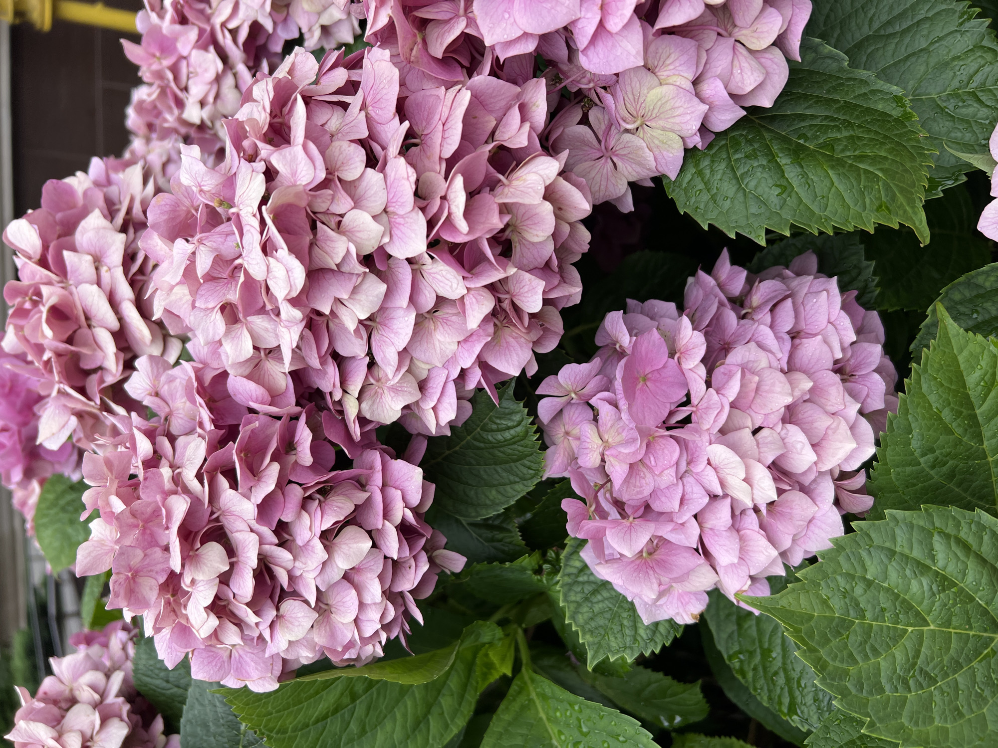 A close-up, eye-level, natural light shot captures clusters of pale pink hydrangea blooms with dark green, serrated leaves. The petals are delicate and slightly cupped, showing faint veining. Droplets of water are visible on both the petals and the leaves, suggesting recent rain. The background is softly blurred, hinting at a building with dark siding and a yellow vertical post, possibly a street light or signage, in the upper right corner. The overall impression is of a garden or natural setting within the city of Kryzhanivka, Ukraine.