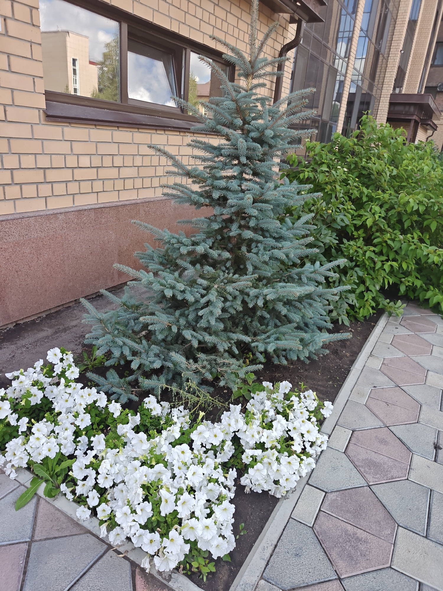 The image depicts a landscaped area outside a modern building with a brick facade. In the foreground, a bed of white petunias lines a paved walkway made of hexagonal and rectangular interlocking stones in shades of grey, pink, and beige. Behind the flowers, a small, blue spruce tree stands, its branches a bluish-green. To the right of the spruce, a dense green shrub borders the walkway. The building's exterior features large windows reflecting the sky and surrounding environment, and a section of the brick wall is visible. The ground appears to be dark soil in the flower bed and a darker, possibly paved or compacted area near the building's foundation. The scene is well-maintained and appears to be a public or commercial space, possibly in the city of Petropavl, Kazakhstan, given the context provided. There are no people or animals visible in the image.