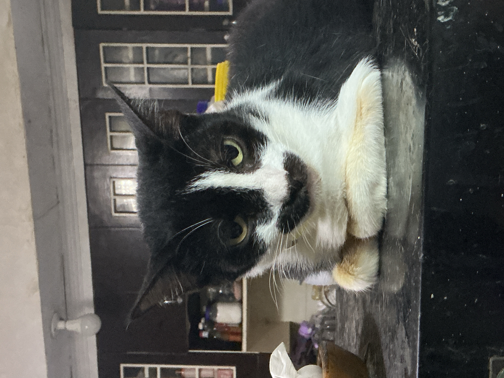 A black and white cat is lying down on a black countertop. The cat is facing the camera with its paws tucked underneath its chest. The cat has green eyes and white whiskers. In the background, there are dark brown cabinets with glass doors. On a shelf in the cabinets, there are various bottles and jars. There is a light fixture on the ceiling above the cabinets. The image appears to be taken indoors, possibly in a kitchen or dining area. This scene could be located in the city of Davao City, Philippines.