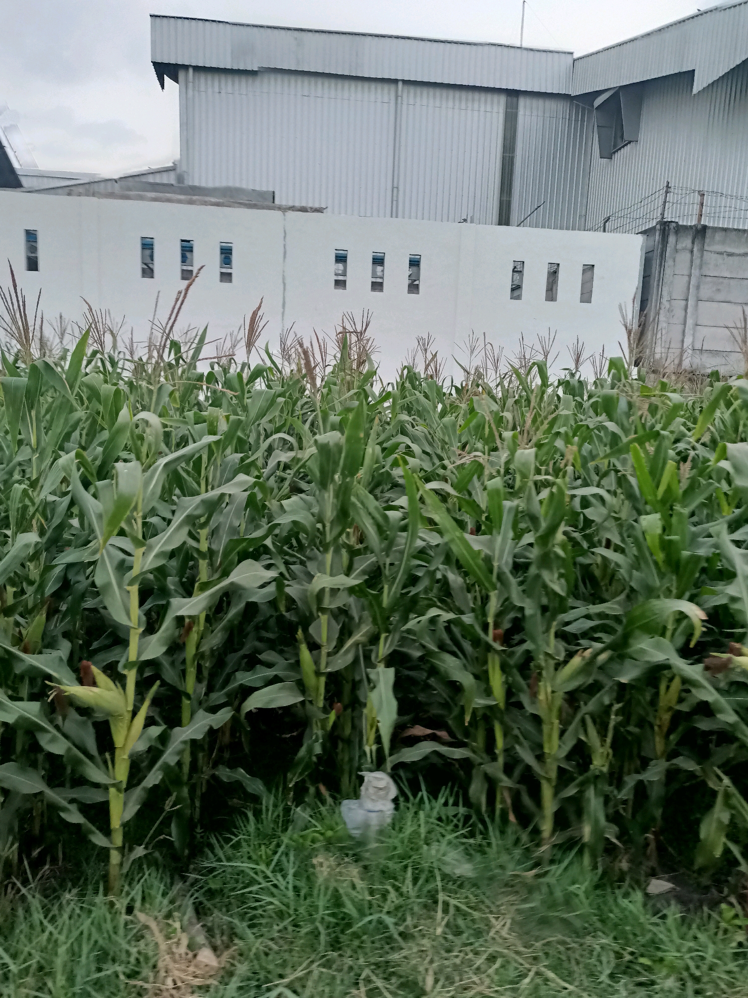 In Badas, Indonesia, a dense field of green cornstalks occupies the foreground of the image. The corn is tall and leafy, with some ears of corn visible among the stalks. The plants are a vibrant green, indicating a healthy crop. Behind the cornfield, a low, white wall with several small, rectangular windows stretches across the mid-ground. Beyond the wall, large industrial buildings with corrugated metal siding rise up, suggesting a factory or warehouse complex. The sky is overcast, contributing to the muted lighting of the scene. The overall impression is one of an agricultural area juxtaposed with industrial development.