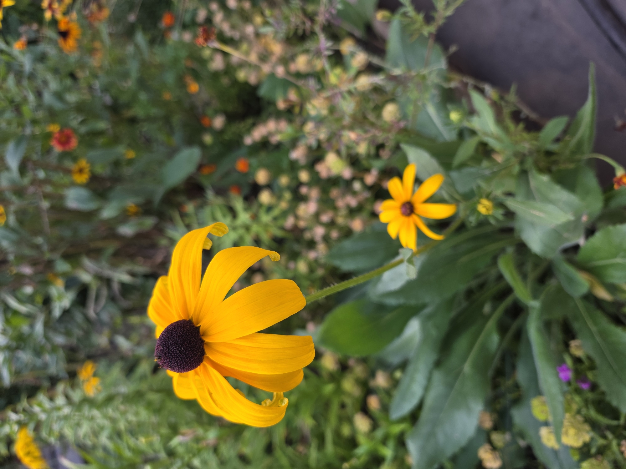 This image depicts a close-up view of a garden filled with yellow and orange flowers, with lush green foliage dominating the background. The primary subject is a large yellow flower with a dark brown center, its petals slightly curled at the edges. To the lower right of this prominent flower, a smaller yellow flower with a similar dark center is visible, along with other blurred flowers and greenery. The overall impression is one of a vibrant natural setting. The image does not contain any information or visual cues that would allow for the identification of its location within the city of Jitiqara, Kazakhstan.