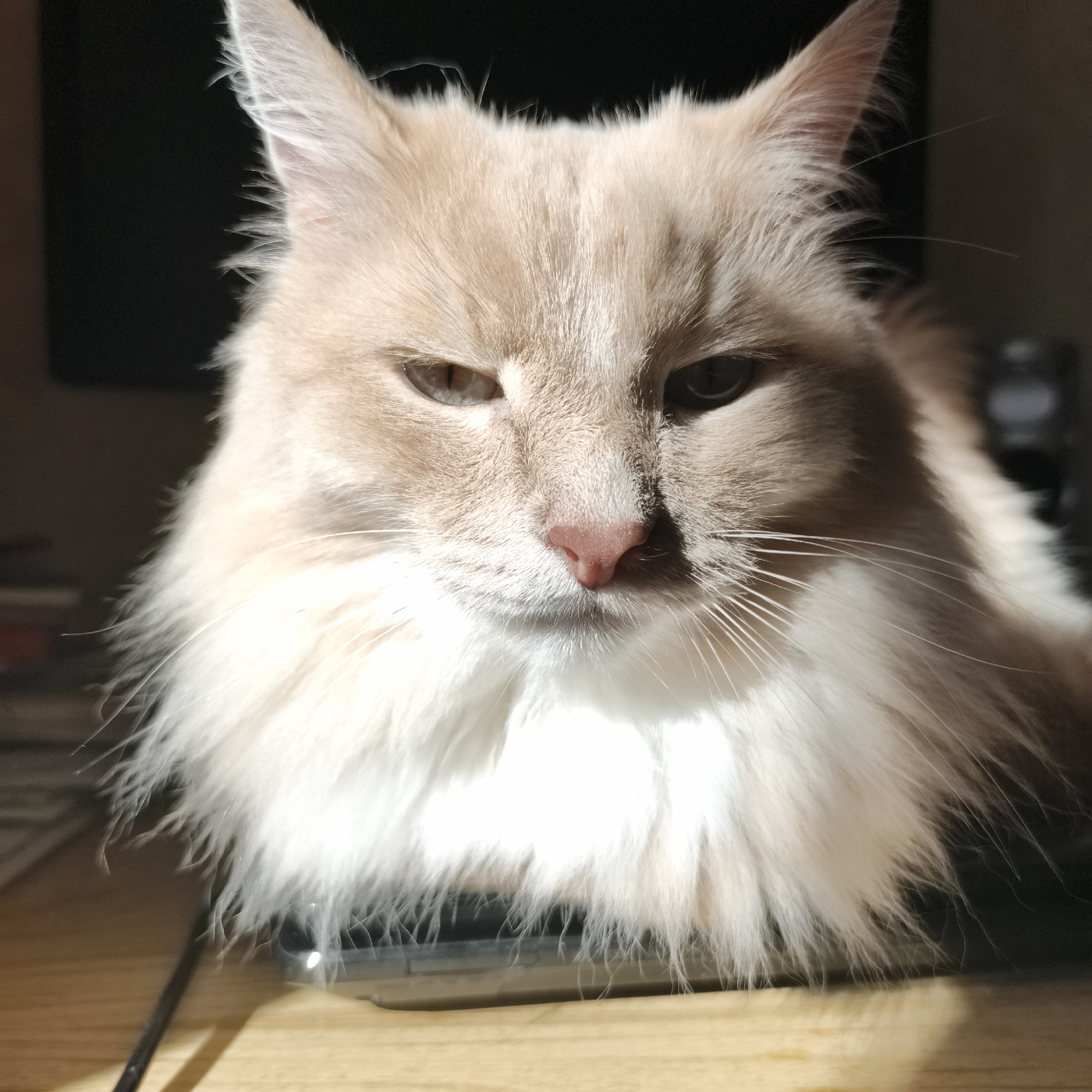 The image is a close-up, head-on shot of a fluffy, light-colored cat with piercing eyes. The cat's fur is predominantly cream-colored with some lighter cream or white fur around its muzzle and chest. The lighting suggests it is daytime, with sunlight casting distinct shadows across the cat's face, particularly highlighting its right eye and nose. The cat appears to be sitting on a wooden surface, possibly a table, and its body extends out of frame. The background is dark and out of focus, with hints of what might be a computer monitor or other electronic equipment. There is no indication of the city of Chaikovsky, Russia, in the image.