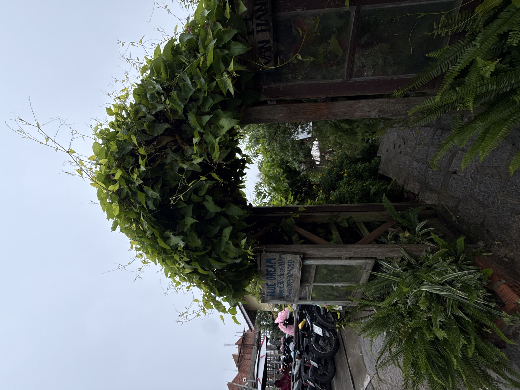 The image depicts an entrance to a place called "BLUE DREAM" in Lâm Viên - Đà Lạt, Vietnam. A wooden archway is heavily adorned with lush green ivy, creating a natural canopy. Below the arch, to the left, a weathered wooden sign with blue lettering states "BLUE DREAM" followed by operating hours and a phone number. To the left of the entrance, a row of parked motorcycles is visible, suggesting a public access area. The ground is paved with stones. In the background, there are buildings and more greenery, indicating an outdoor setting possibly in a residential or commercial area. The sky is overcast, suggesting a cloudy or rainy day. Ferns and other plants are growing around the entrance, enhancing the natural and somewhat rustic aesthetic.