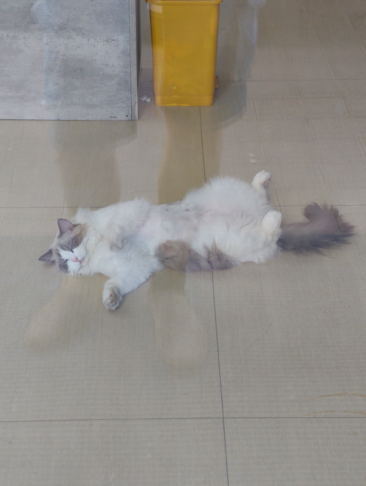 A fluffy cat with white and grey fur is sleeping on its back on a tiled floor. The cat is lying on its side, with its belly exposed and its paws in the air. Its eyes are closed, and its mouth is slightly open. The cat's tail is curled around its body. The tiled floor is light brown and appears to be clean. In the background, there is a yellow trash can and a grey wall. The overall impression is one of comfort and relaxation.