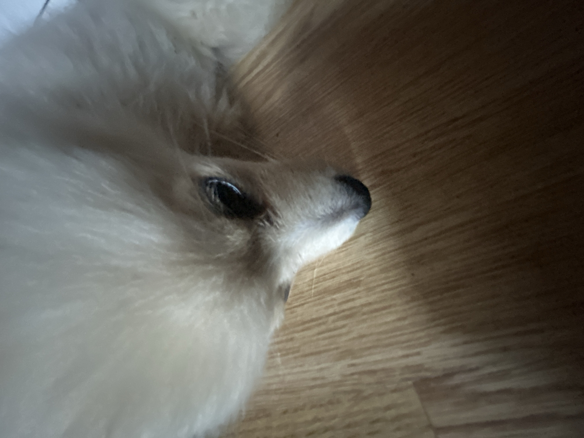 A Pomeranian dog with light-colored fur is lying on a light brown wooden floor. The dog's head is in the upper left quadrant of the image, and its body extends diagonally towards the lower right. The dog's eye is visible, and it appears to be looking down. The floorboards are oriented diagonally, running from the upper left to the lower right. The image is taken from a close-up perspective, focusing on the dog's face and the texture of the floor. The scene is indoors, likely a residential setting.