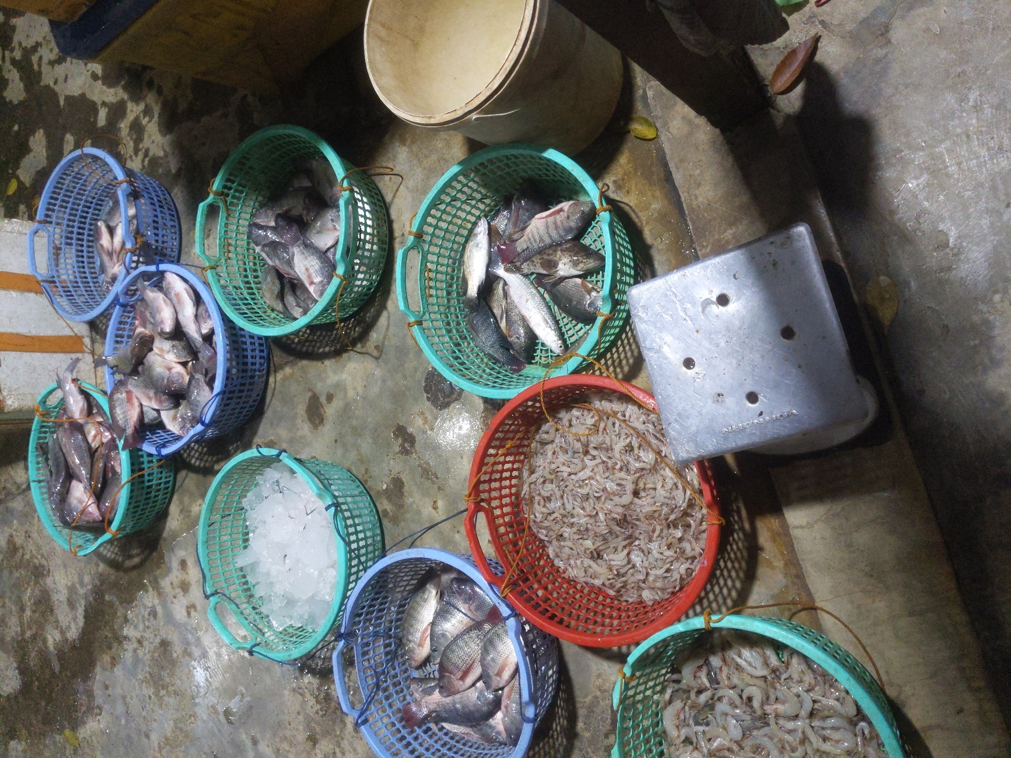 The image depicts a fish market scene in Cibrek, Indonesia. The ground is wet and appears to be concrete. Several plastic baskets are present, containing fish and ice. In the foreground, two turquoise baskets hold what appear to be small shrimp. A red basket in the center is filled with more shrimp. Behind the red basket, a blue basket contains various types of fish. To the left of the red basket, another blue basket is overflowing with fish. In the upper left, a turquoise basket is filled with ice. To the right of the red basket, a light brown bucket is visible. A metal scale sits on the ground in the lower right portion of the image. No people are visible in the frame.