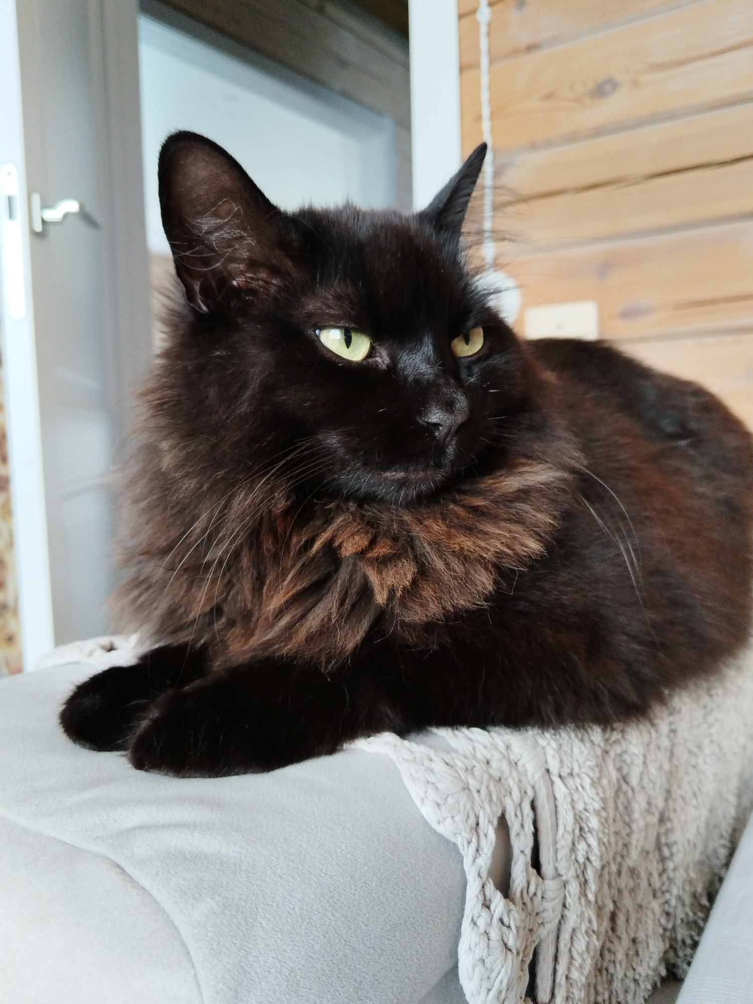 A black cat with bright green eyes is resting on a light-colored upholstered surface, possibly a chair or sofa, which is covered with a textured, light-colored throw blanket. The cat is facing to the right, with its body slightly turned. Its fur appears long and fluffy, particularly around its neck and chest, with some reddish-brown undertones visible. The background consists of a light-colored door on the left and a wooden-paneled wall on the right. The scene is indoors. There is no indication of the location being in Losino-Petrovsky, Russia.