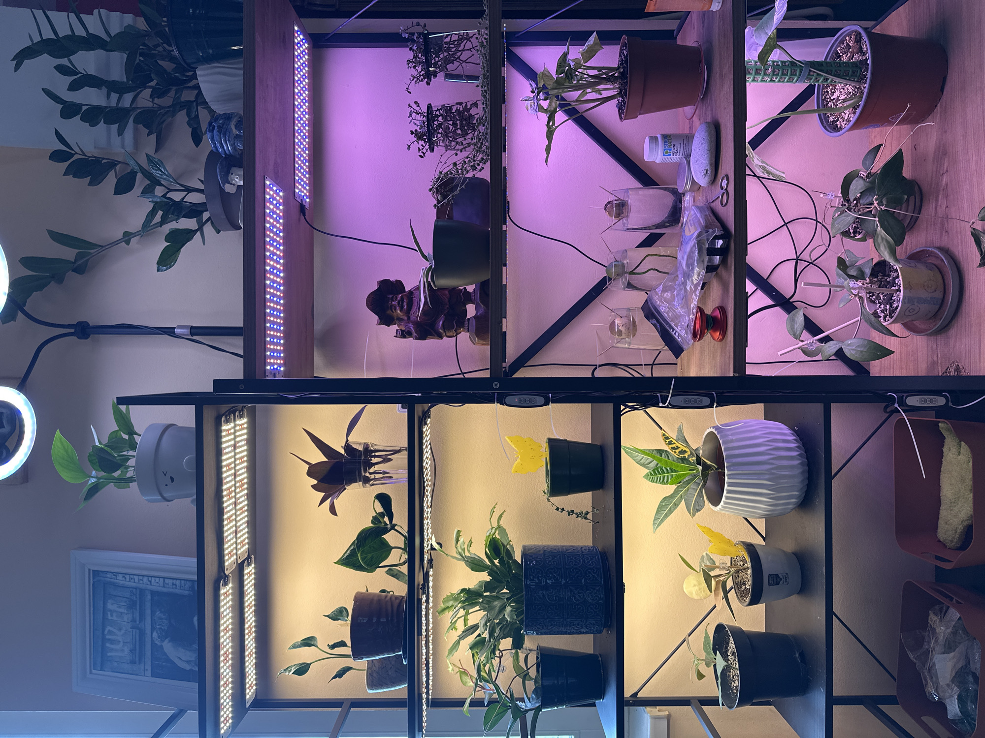 This is a photograph of a multi-tiered plant shelf illuminated by grow lights. The shelves are made of wood and black metal. Various potted plants are displayed on the shelves, including some hanging plants and others in ceramic and plastic pots. Some plants are in clear containers, possibly being propagated.
Notable details include the grow lights, some emitting a pinkish-purple hue and others a white light. There are also some decorative items, such as a gnome figurine and a small yellow object clipped to a plant. The background appears to be an indoor setting with a wall and a framed picture visible on the left.
There is some text visible on a small white bottle on the second shelf from the top, which appears to be a plant fertilizer. The overall impression is that of an indoor plant cultivation setup, possibly in a home. The lighting suggests it could be daytime or nighttime, as the grow lights are the primary illumination source for the plants. The scene appears to be domestic. No people are visible in the image. The context of Belgrade, Serbia, provides a geographical location but does not offer specific visual cues within the image itself.