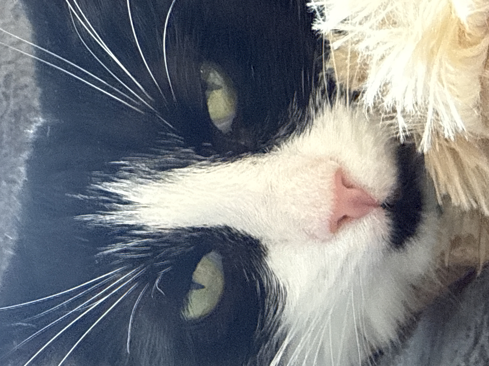 A close-up, low-angle shot shows a black and white cat with green eyes and a pink nose. Long, white whiskers are visible. Part of a beige, fuzzy object is also in the frame. The location of the photograph, Khimki, Russia, is not visually evident.