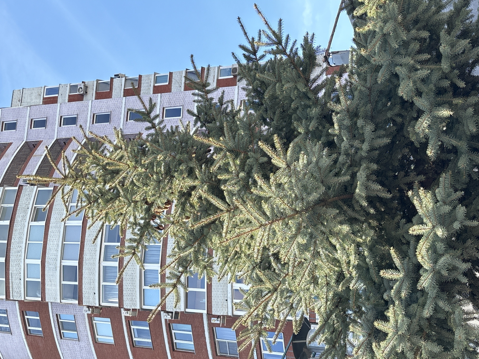 A distorted perspective reveals a building behind dense evergreen foliage. The building has a repetitive pattern of windows and decorative brickwork in white, brown, and light pink. Small white air conditioning units are interspersed among the windows at the top of the building. The evergreen tree with needle-like leaves occupies the foreground and partially obscures the building. The sky is visible in the upper left corner, a clear pale blue. The distorted perspective suggests the image may have been taken with a wide-angle lens or processed to create a fisheye effect. The location is Izhevsk, Russia.