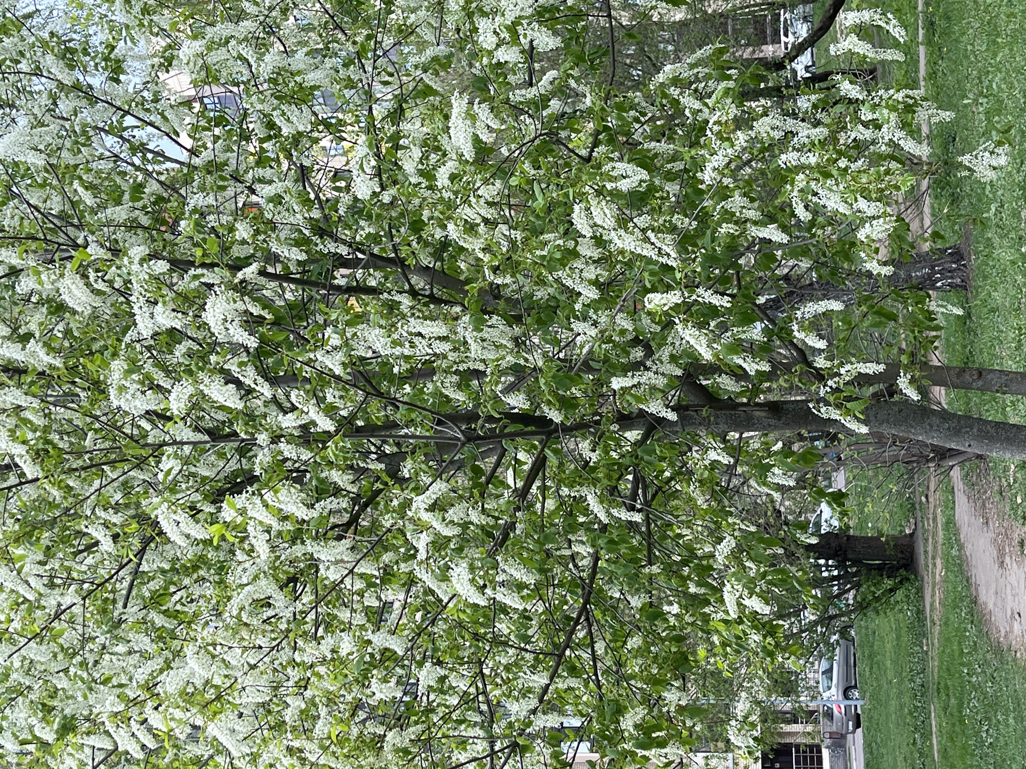 A tree is in full bloom with white flowers, its branches reaching out over a grassy area in the city of Noginsk, Russia. A sidewalk runs along the edge of the grass. Beyond the tree and grass are buildings and parked cars, suggesting an urban setting. The photo is taken at eye level.