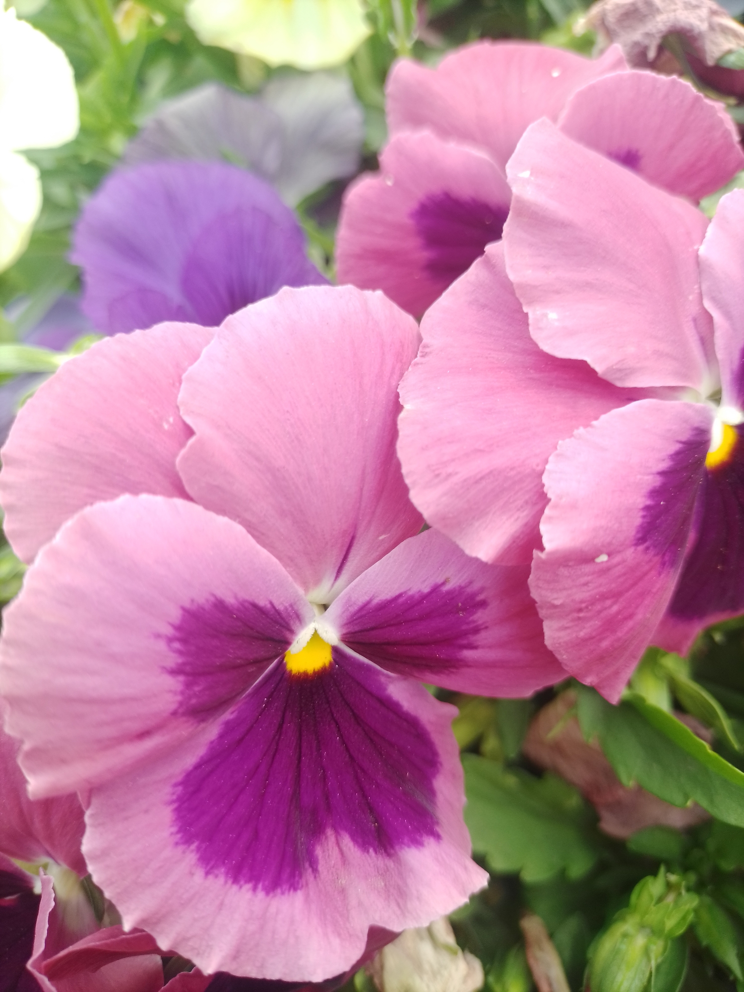 The image is a close-up, eye-level shot of several pink and purple pansies with yellow centers. The flowers are clustered together, with some petals overlapping. The background is blurred and appears to be green foliage, possibly other flowers or leaves. The lighting suggests it is daytime, with soft light illuminating the flowers. There is no indication of the specific location within Poltava, Ukraine, as the image focuses solely on the flowers themselves. There are no people, actions, or interactions depicted in the scene. The environment is a garden or floral arrangement.