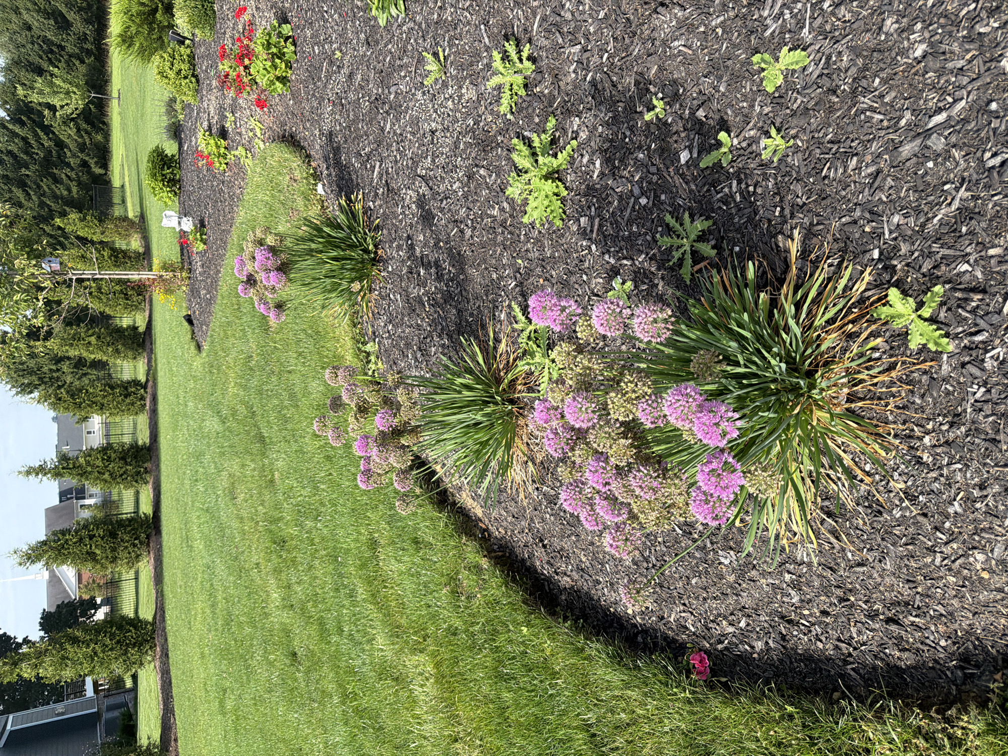 The image shows a well-maintained suburban yard in Middlesex Township, United States of America. The foreground features a flower bed with dark mulch, populated by clusters of blooming purple allium flowers and some small green plants. A neatly mown green lawn borders the flower bed, with a single pink flower visible on the grass near the edge of the mulch. In the midground, more flower beds with red flowers and green bushes are visible, along with a small statue. The background consists of a row of evenly spaced evergreen trees, a black metal fence, and a few houses, one with a white steeple. The sky is partly cloudy.