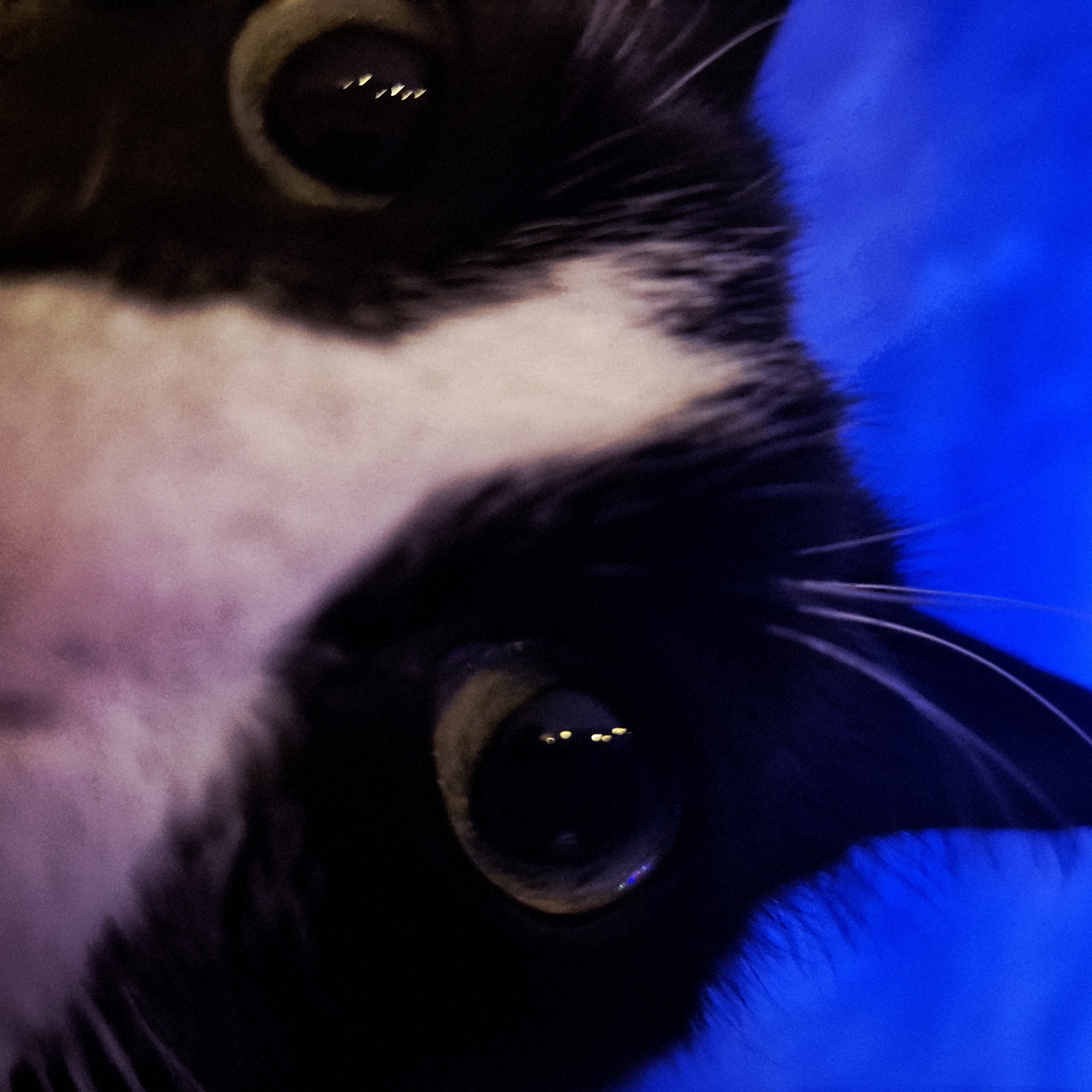 The image shows a close-up view of a black and white cat's face, with the head tilted to the right. The cat has two visible eyes that are black, reflecting light. The fur around the eyes is black and white. Some whiskers are visible on the right side of the face. The background is a solid, deep blue. There is no indication of the image being related to Strasbourg, France. There are no people, interactions, or specific objects. The environment is limited to the cat's face and the blue background.