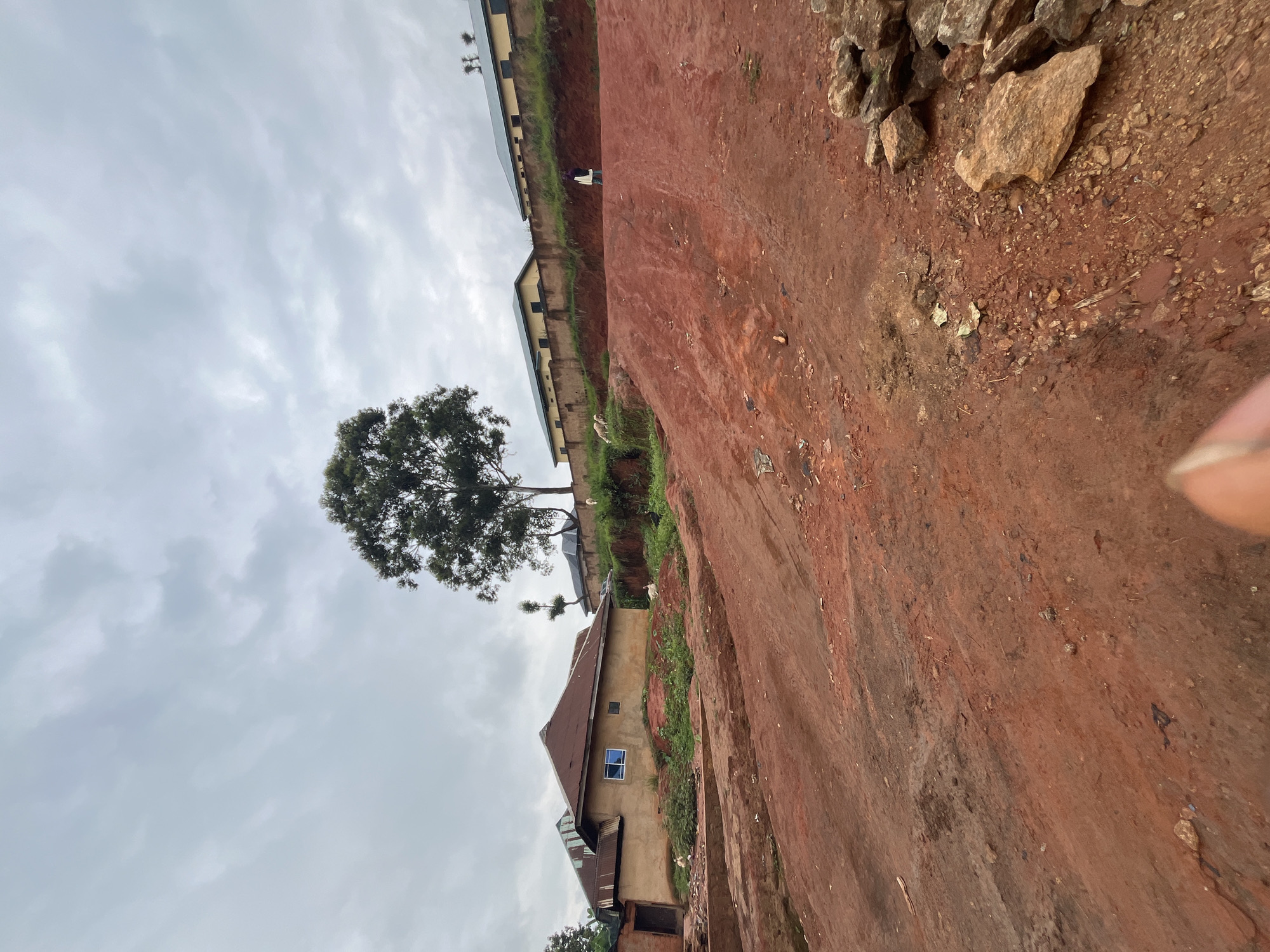 In Gembu, Nigeria, an overcast sky looms over a rural scene dominated by red earth and sparse vegetation. In the foreground, a dirt track curves uphill, littered with stones and debris. Two goats graze on the grassy embankment to the left, near a beige house with a reddish-brown roof and a small blue-paned window. Further up the hill, behind a low stone wall, a row of yellow buildings with dark roofs stretches horizontally. A lone figure in a purple garment walks towards the buildings, carrying a white bag. A large, leafy tree stands tall against the cloudy sky, its branches silhouetted.