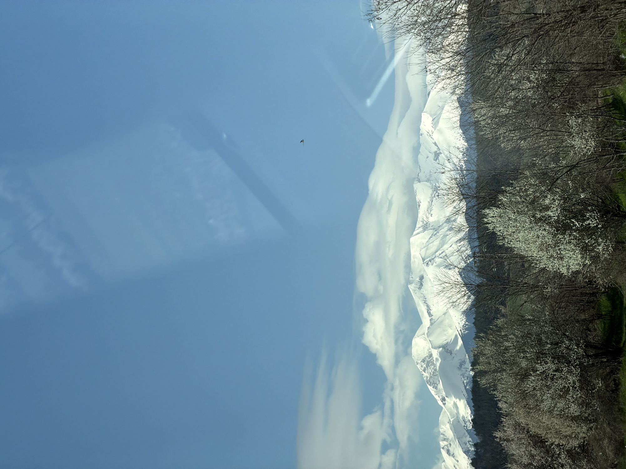 The image shows a landscape in Kraishte, Bulgaria. Snow-capped mountains rise next to a line of trees, some with white blossoms, under a blue sky with wispy clouds. A small bird is visible in the sky. The image appears to have been taken through glass, as indicated by the reflections.
