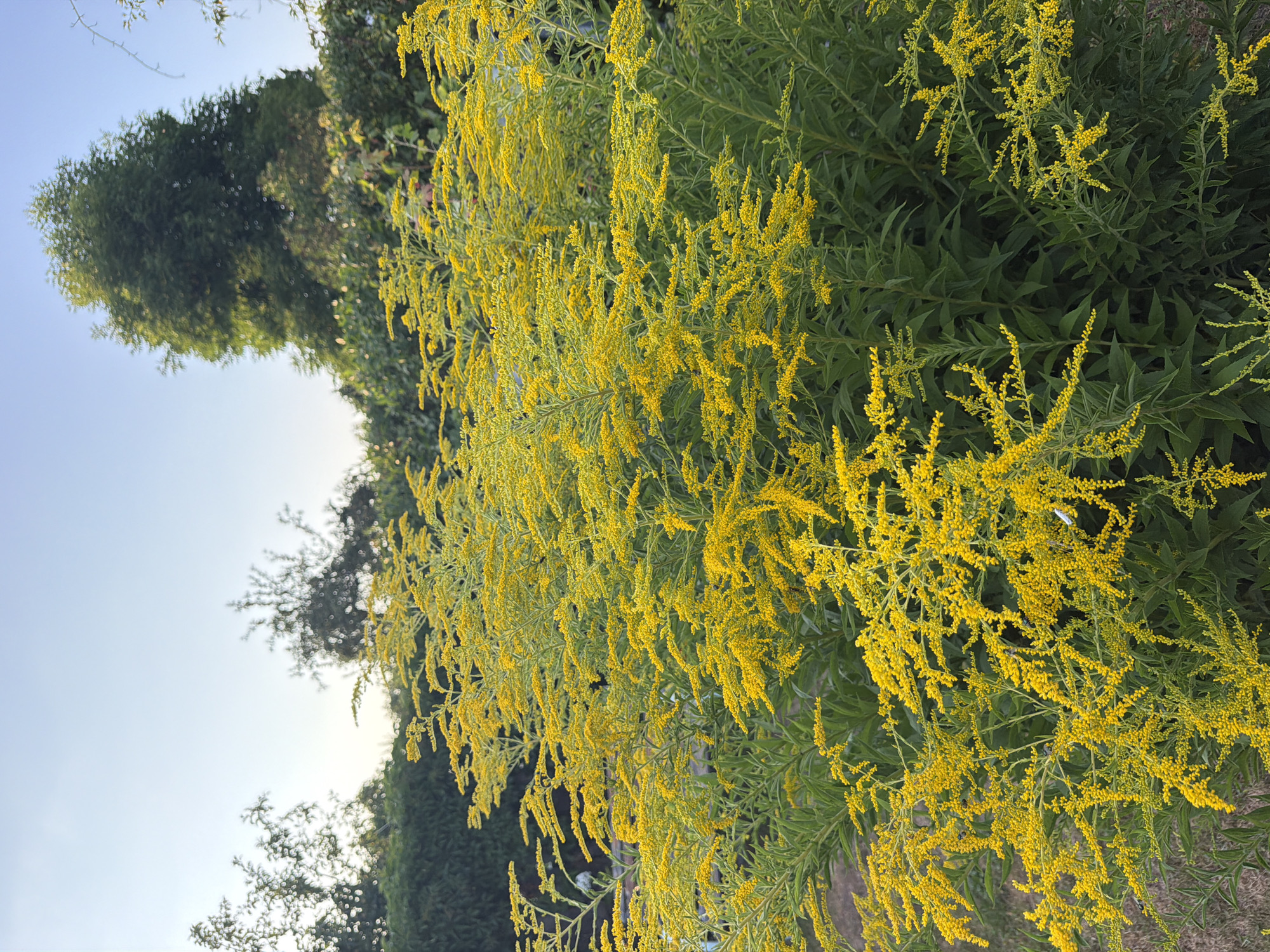 A cluster of goldenrod plants with abundant yellow flowers is in full bloom, dominating the foreground of the image. The plants are lush with green foliage, and their delicate, feathery flower clusters create a vibrant display. In the background, a hedge of dark green bushes forms a dense barrier, behind which various trees are visible. A tall, conical evergreen tree stands out on the right, its branches reaching towards a clear, pale blue sky. The scene appears to be an outdoor garden or park setting. The image was taken in the city of Bayreuth, Germany.