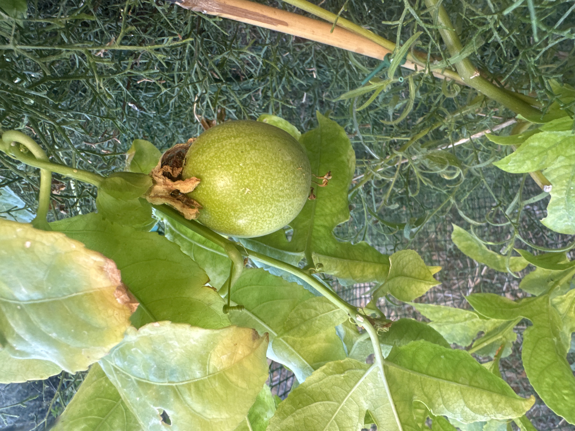 In Mouttagiaka Community, Cyprus, a close-up shot captures a green, unripe passion fruit hanging from its vine, surrounded by large, green leaves. Some of the leaves show signs of browning at the edges, suggesting potential stress or nutrient deficiency. A thin wooden stake, tied to the plant with green twine, provides support. The background is a blur of dense, green foliage and what appears to be a mesh fence. The lighting suggests it is daytime.