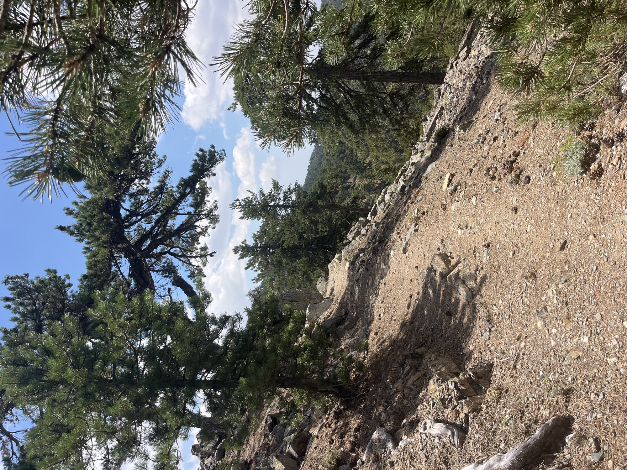 The image shows a rocky, dirt hiking trail winding through a pine forest. The path is illuminated by dappled sunlight, casting shadows from the surrounding trees. The terrain is uneven, with loose stones and pine needles covering the ground. In the foreground, a large pine tree branches out over the path. In the background, the forest stretches out, with more pine trees dotting the landscape under a bright blue sky with scattered white clouds. This scene is characteristic of the mountainous regions around Prodromos, Cyprus, known for its pine forests and hiking trails.