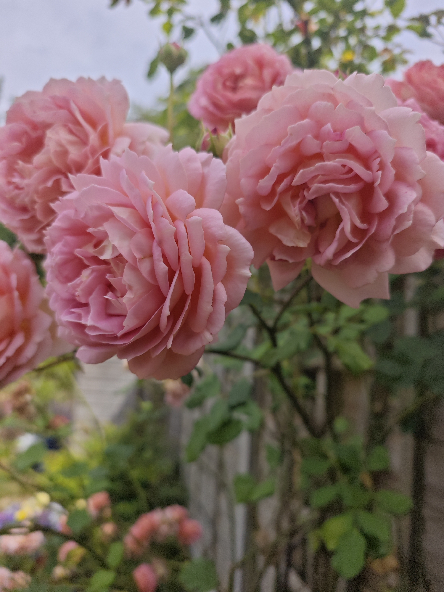 A close-up, eye-level, vertical shot features a cluster of soft pink roses, with their ruffled petals filling the foreground. The roses are slightly out of focus, but their delicate texture is still apparent. Behind the roses, a wooden fence runs horizontally, partially obscured by the greenery of rose bushes and other plants. In the background, a blurred garden scene with more flowers and foliage can be seen under an overcast sky. The overall impression is one of a peaceful, natural setting in a garden, likely within the Metropolitan Borough of Solihull, United Kingdom. No people or specific actions are depicted in the image.