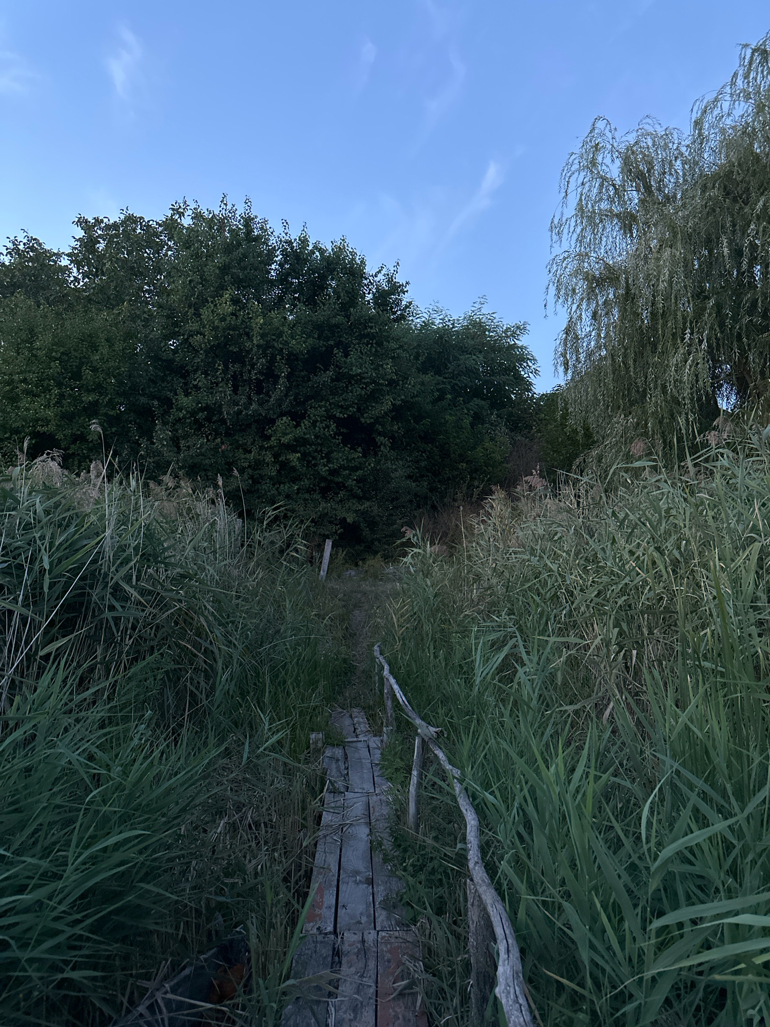 A weathered wooden boardwalk winds through tall green reeds under a pale blue sky. Dense green trees form a dark backdrop to the right and left of the path. A weeping willow tree with long, drooping branches is visible on the right side of the image, its foliage partially obscuring the reeds. The boardwalk appears old and somewhat dilapidated, with visible planks and a rough wooden railing. The scene is quiet and natural, suggesting a secluded outdoor location, possibly a marsh or wetlands area. There are no people or animals visible in the image.