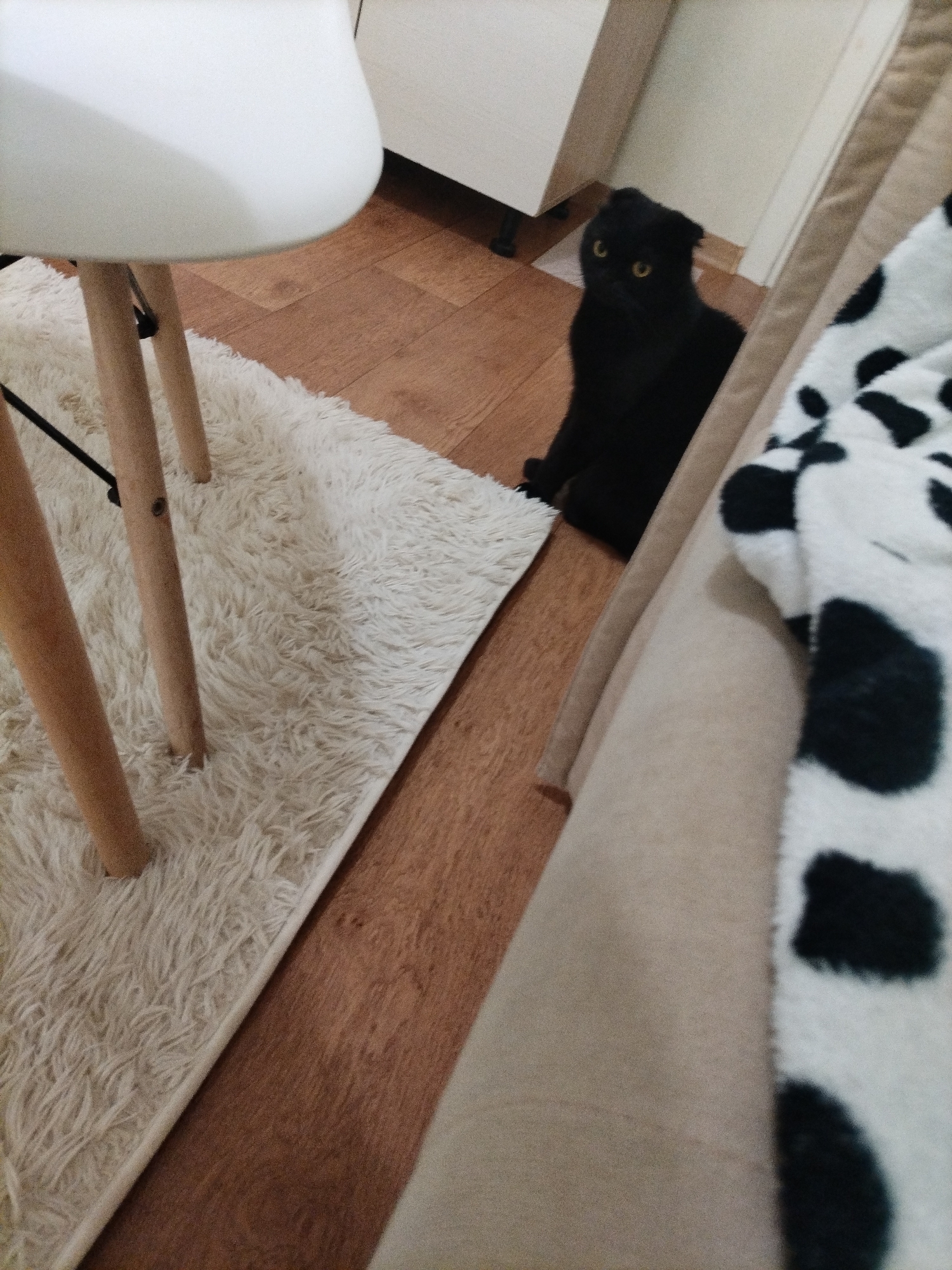 A black Scottish Fold cat with yellow eyes is sitting on a wooden floor next to a fluffy white rug. The cat is facing the camera. In the background, there is a white chair with wooden legs and part of a white cabinet. To the right of the cat, a beige sofa with a black and white patterned throw blanket is visible. The environment suggests an indoor setting, likely a living room or bedroom.