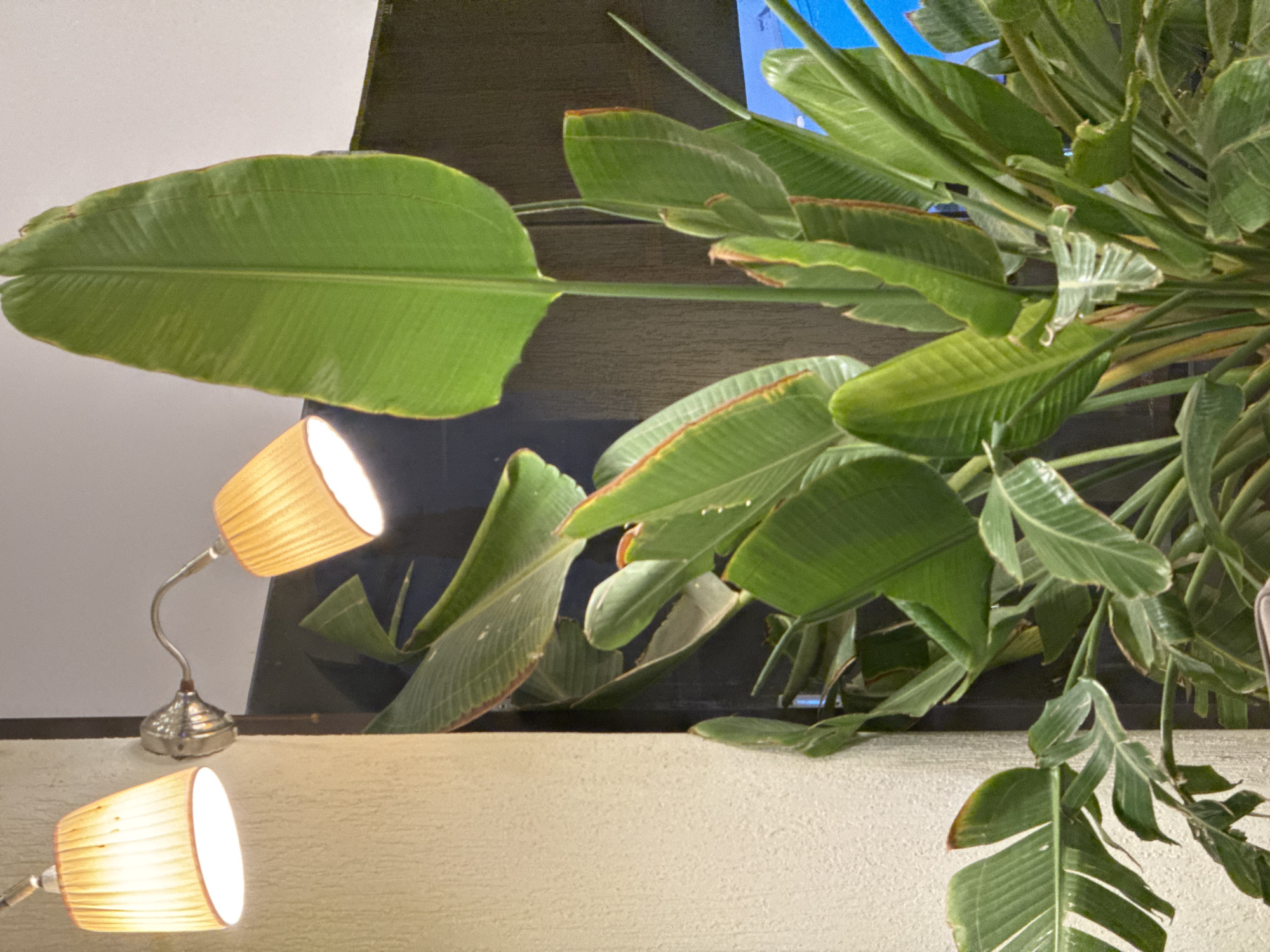 A close-up shot captures a Strelitzia plant with large, vibrant green leaves against a dark, textured background. Two wall-mounted lamps, one on the left with a beige pleated shade and the other to the right with a similar beige shade, cast a warm glow. The lamps are attached to a silver fixture on a wall that appears to be textured or stuccoed. The plant's leaves vary in size and shape, with some displaying reddish-brown edges. In the upper right corner, a sliver of bright blue is visible, possibly indicating a window or another object. The scene is lit by the lamps, creating a soft, atmospheric light. The location is described as Unknown, Egypt.