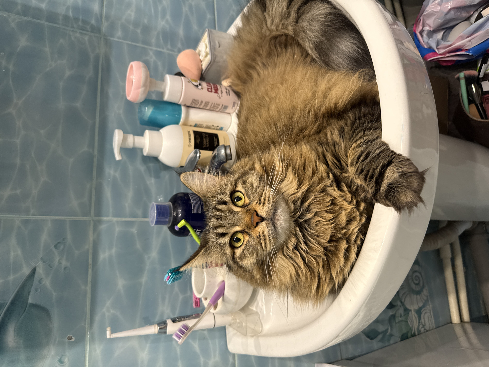 A large, fluffy, long-haired tabby cat with distinct ear tufts and bright yellow-green eyes is resting comfortably inside a white bathroom sink. The cat, possibly a Maine Coon, looks directly at the camera with an alert, curious expression. Its body fills most of the sink basin, with its bushy tail curled around its back and one front paw visible.
Various bathroom items surround the cat within and around the sink. To the cat's left (viewer's right, due to the image orientation), several pump bottles are lined up: a pink one with "CLEAN MOIST" visible text, a blue one, and a light-colored one with "Synergetic" and "TOBACCO VANILLE" text. A pink beauty blender is also present. To the cat's right (viewer's left), a dark bottle with a purple cap and green accent, an electric toothbrush, and a manual toothbrush are visible, some held in a white holder. In the background, to the right of the sink, there are plastic bags and containers holding makeup brushes and other personal care items.
The sink is situated against a tiled wall, featuring blue tiles with a subtle, rippling, water-like pattern. The image is captured from a top-down perspective and appears rotated, presenting the scene vertically. The lighting suggests an indoor setting, likely artificial. The overall scene depicts a domestic bathroom where a cat has chosen an unconventional and cozy spot for a rest among personal hygiene products.
