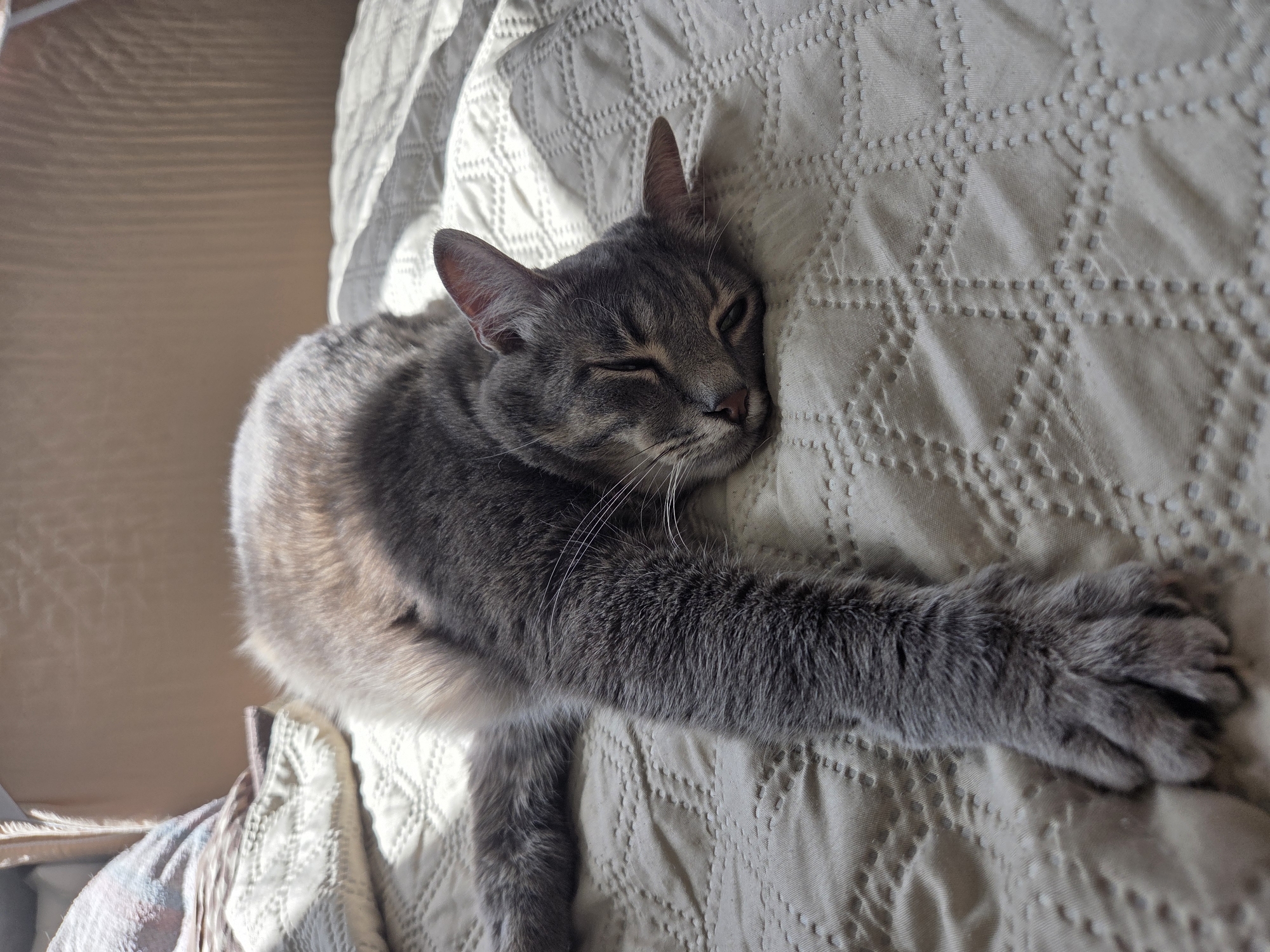 A gray tabby cat is lying on its side on a light-colored, patterned blanket. The cat's head rests on the blanket, eyes partially closed in repose. One front leg is extended out, with its paw resting on the blanket. The scene is indoors, likely in a residence, in Unknown, Unknown.