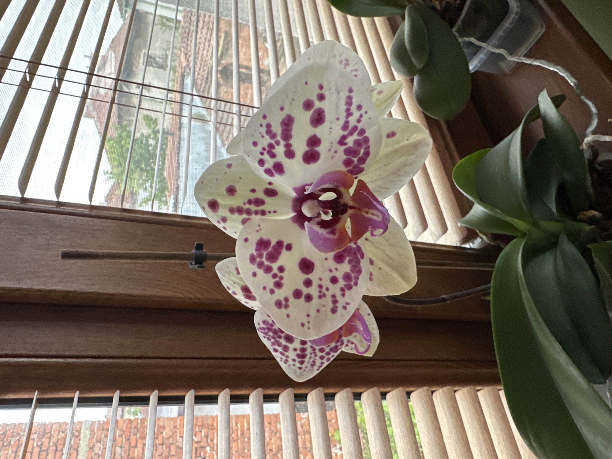A close-up shot depicts a flowering orchid plant indoors. The orchid flower has white petals with dense, irregular, purple spots. The flower displays multiple layers of petals with the central part of the bloom showcasing a mix of deep red and purple hues. Lush, green leaves of the orchid plant are visible on the right side of the frame. The background consists of closed beige-colored Venetian blinds and a window, offering a blurred glimpse of an exterior scene with a brick building. The location, Montana, Bulgaria is not evident in the image; there are no markers to indicate the city.